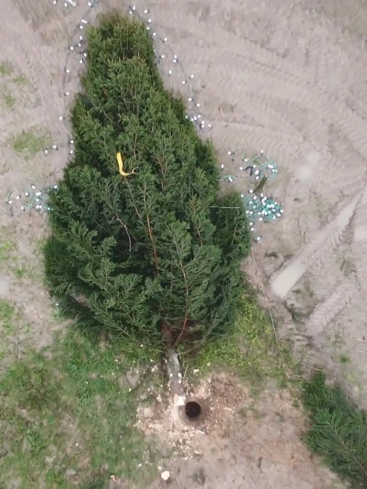 Bild zu: "Weihnachtsbaum in Uedem gefällt"