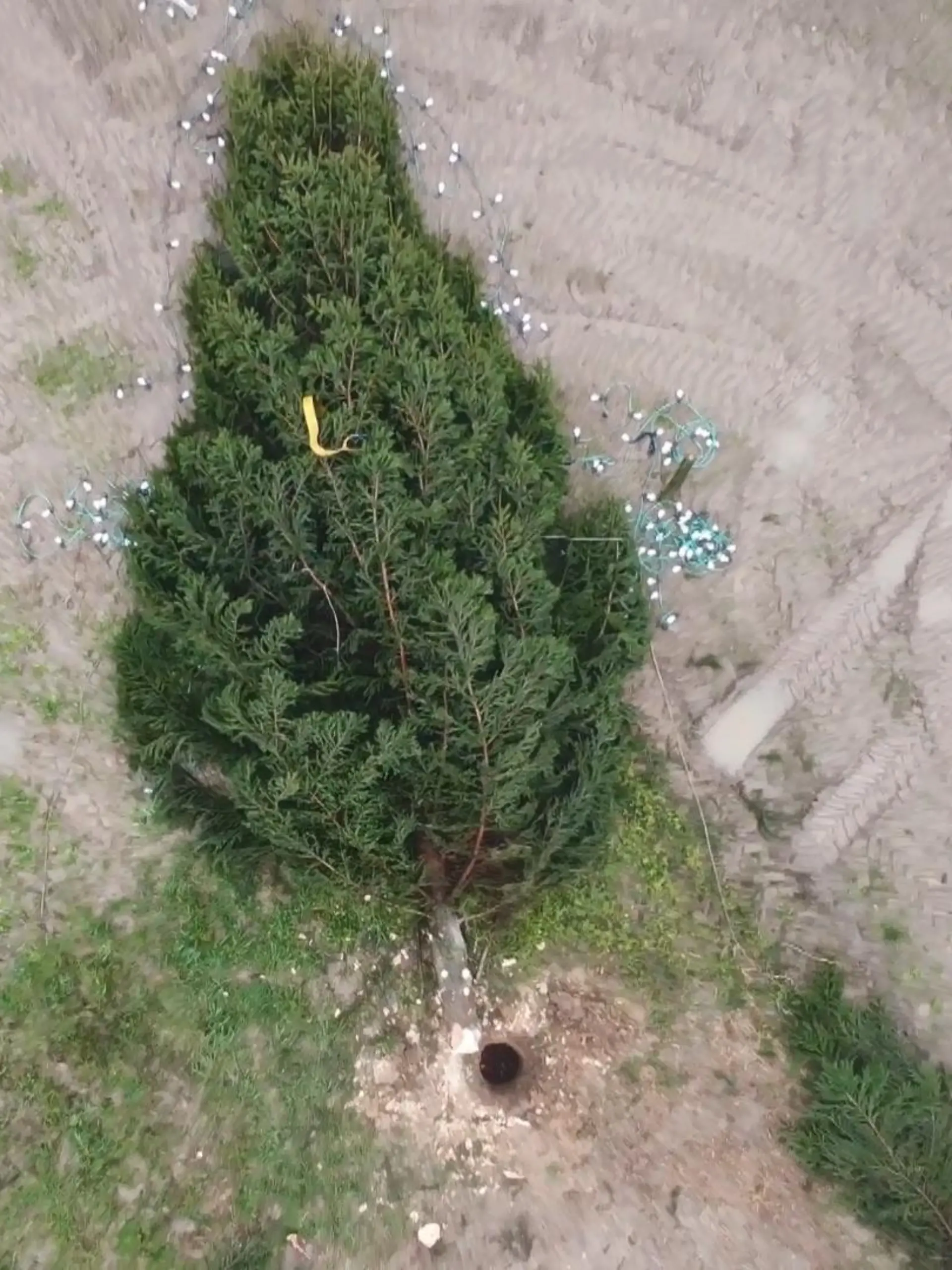 Bild zu: "Weihnachtsbaum in Uedem gefällt"