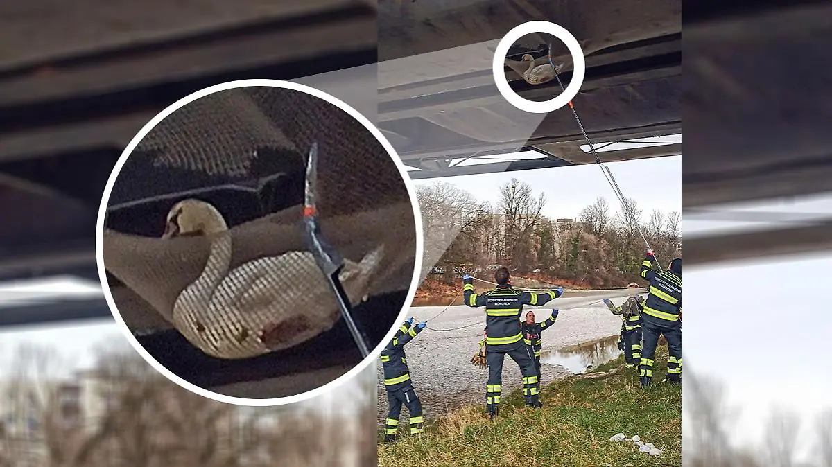 Feuerwehr rettet Schwan