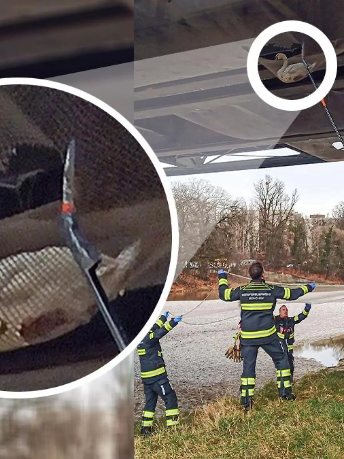 Feuerwehr rettet Schwan