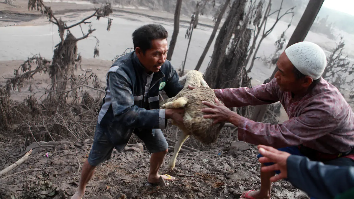 05.12.2021, Indonesien, Lumajang: Menschen evakuieren ein Schaf nach dem Ausbruch des Vulkans Semeru im Dorf Sumberwuluh in Lumajang, Ostjava. Der höchste Vulkan Indonesiens auf der Insel Java hat bei einem plötzlichen Ausbruch, der durch starke Regenfälle ausgelöst wurde, dicke Aschesäulen, brennendes Gas und Lava an seine Hänge gespuckt. Foto: Bayu Novanta/XinHua/dpa +++ dpa-Bildfunk +++