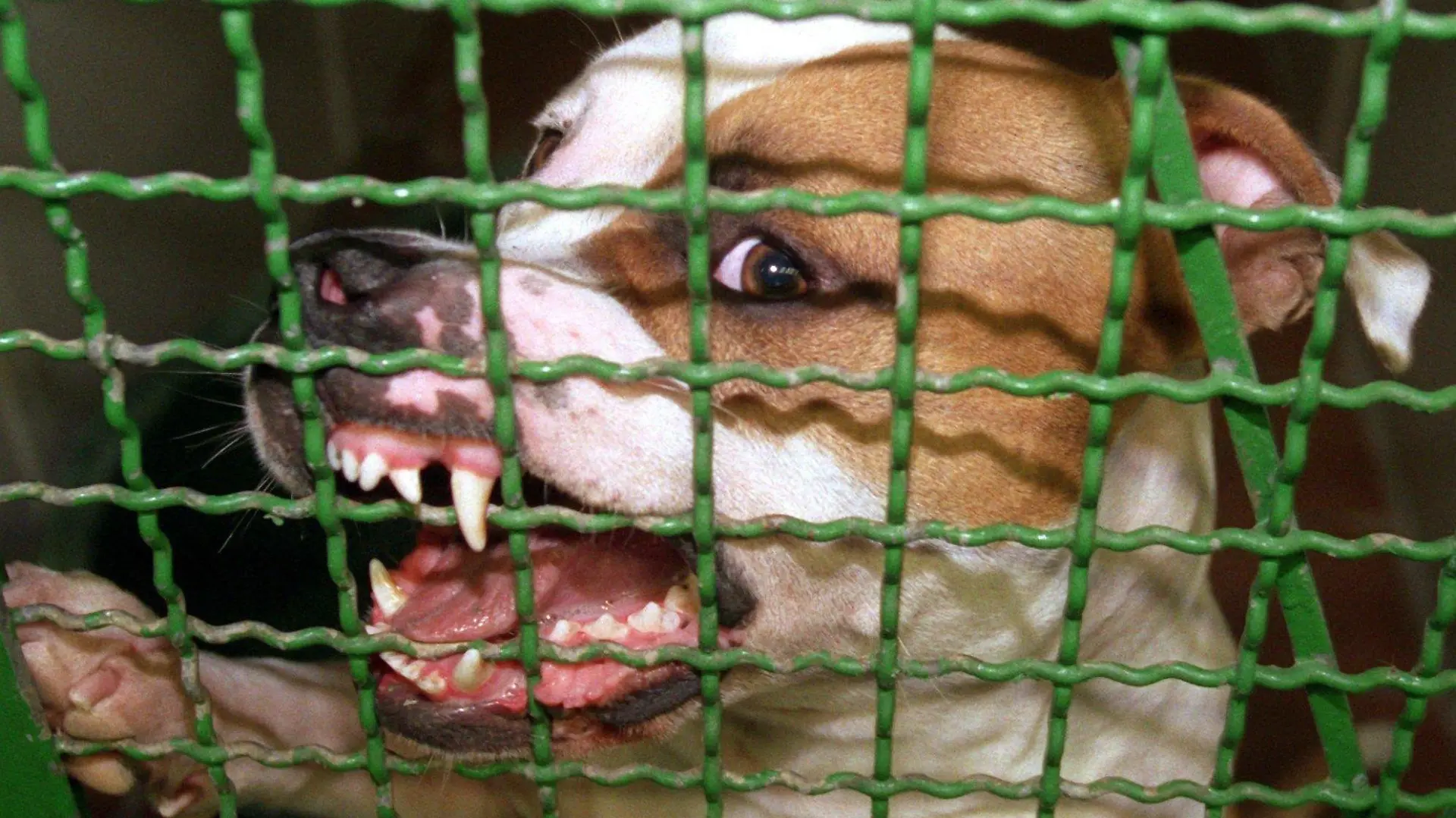 ARCHIV - Pitbull-Rüde "Jerry" fletscht in einem Hamburger Tierheim die Zähne (Archivbild vom 26.08.1999). Foto: Rolf Rick dpa/lsw (zu lsw-THEMA DES TAGES "Kampfhunde-Verordnung" vom 20.08.2007) +++(c) dpa - Bildfunk+++