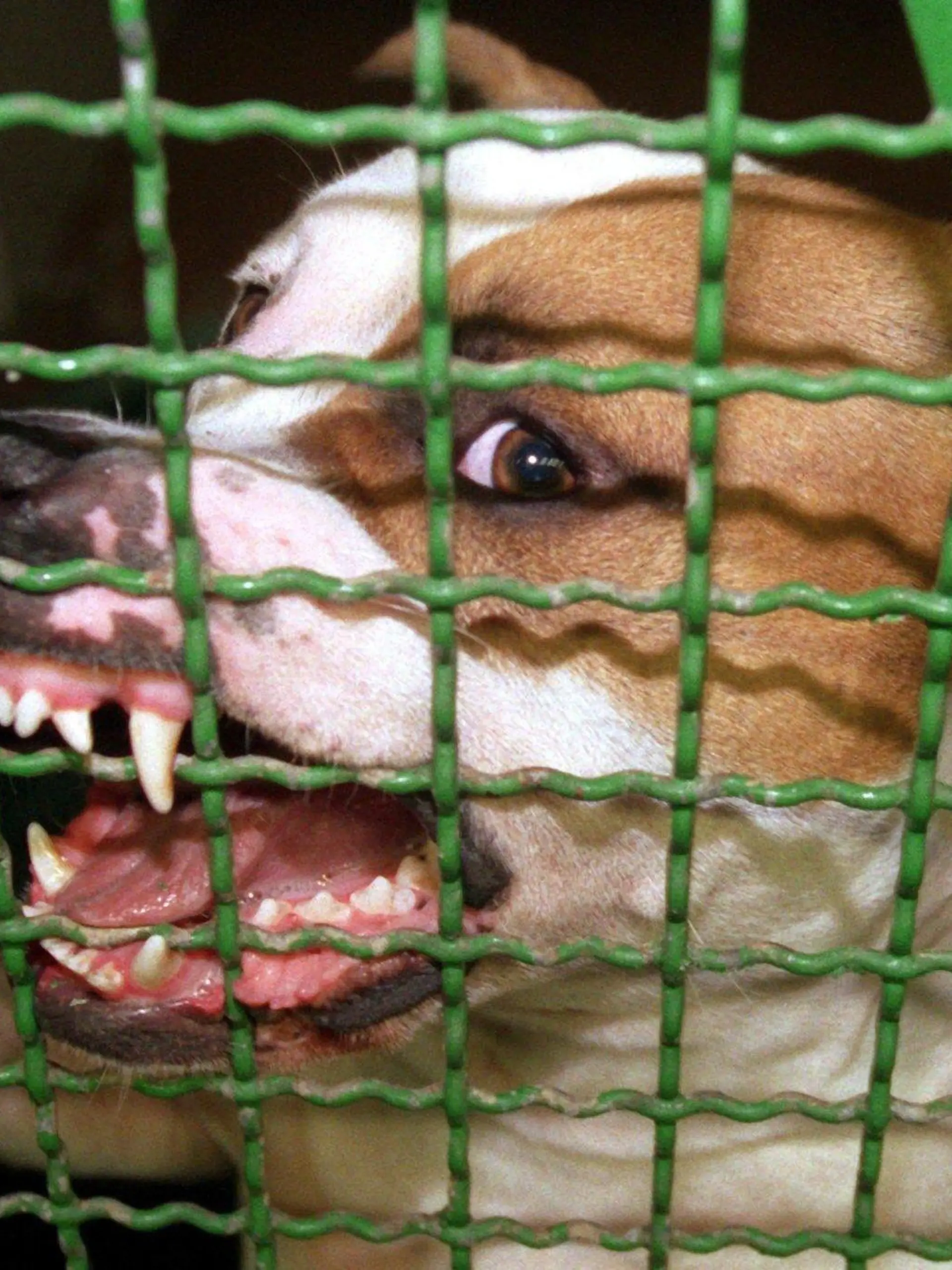 ARCHIV - Pitbull-Rüde "Jerry" fletscht in einem Hamburger Tierheim die Zähne (Archivbild vom 26.08.1999). Foto: Rolf Rick dpa/lsw (zu lsw-THEMA DES TAGES "Kampfhunde-Verordnung" vom 20.08.2007) +++(c) dpa - Bildfunk+++