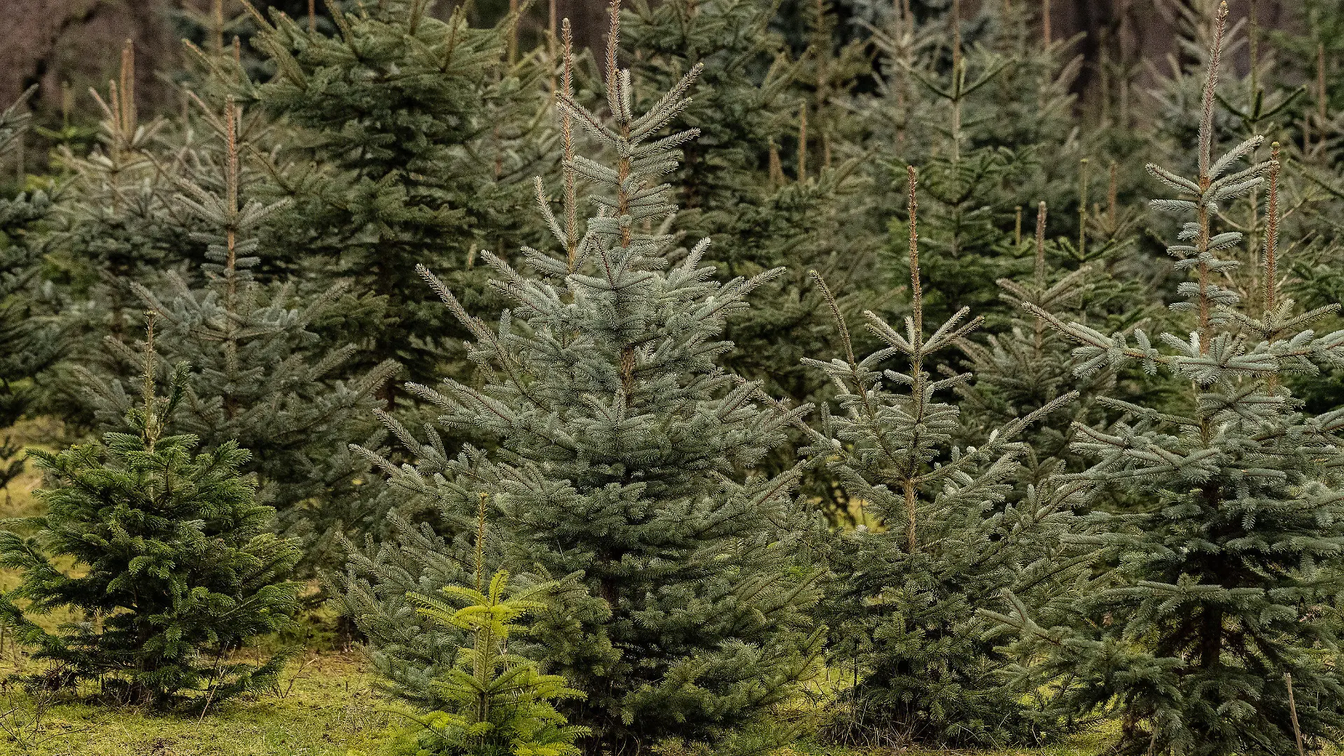 02.12.2021, Niedersachsen, Bösinghausen: Verschiedene Nadelbäume wachsen auf einer Fläche vom Weihnachtsbaumverkauf "Billen Forst" Die Weihnachtsbaumproduktion und Forstbaumschule aus der Nähe von Göttingen bietet zu Weihnachten Bäume an verschiedenen Standorten in Südniedersachsen an. Foto: Swen Pfoertner/dpa +++ dpa-Bildfunk +++