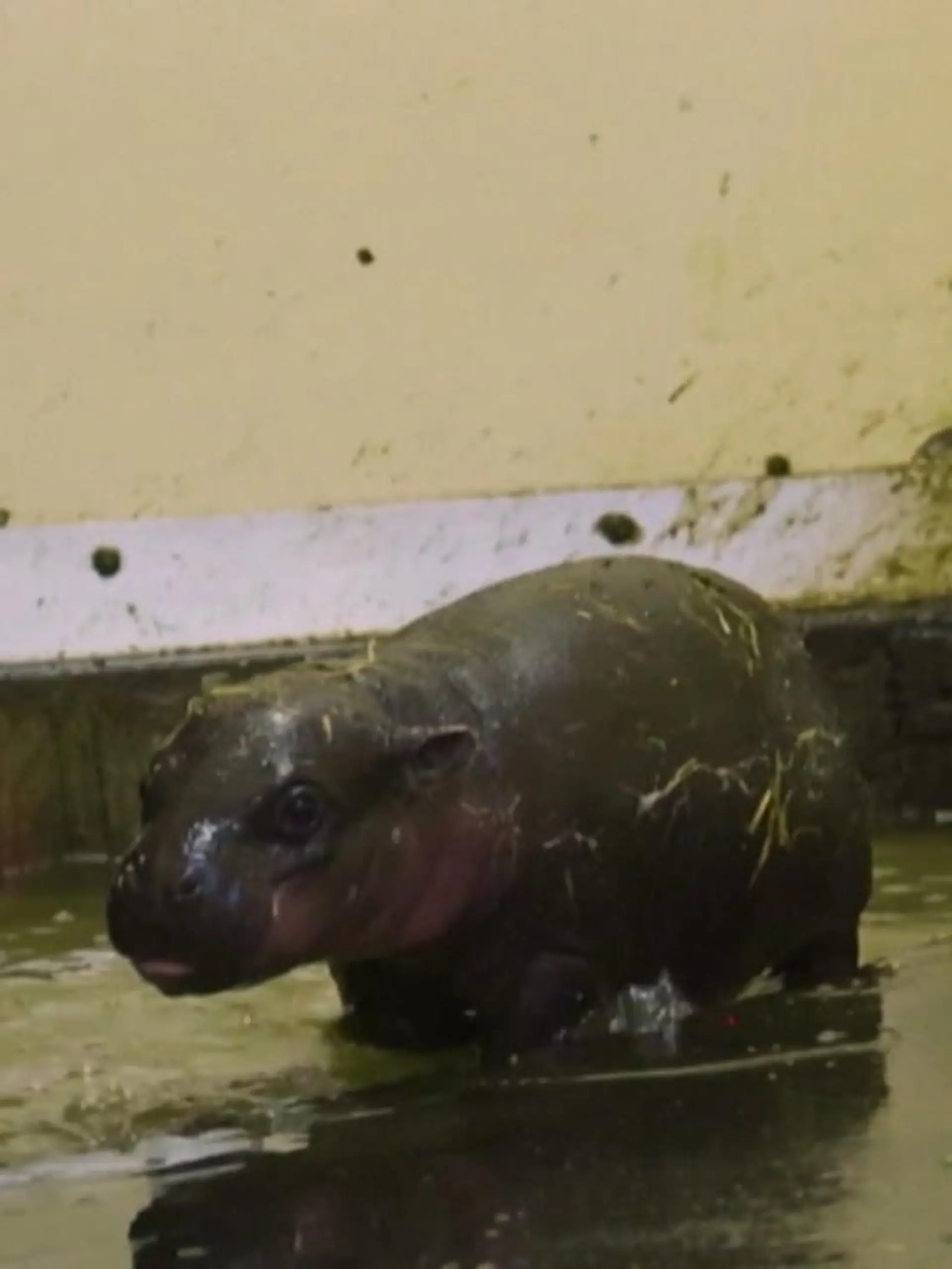 Im Zoo in Sidney wurde ein kleines Nilpferd-Baby geboren. Einen Namen braucht das kleine Nilpferd noch, in ein paar Wochen können es die Besucher bestaunen – wenn es ihre ersten Schritte dann im Gehege macht.