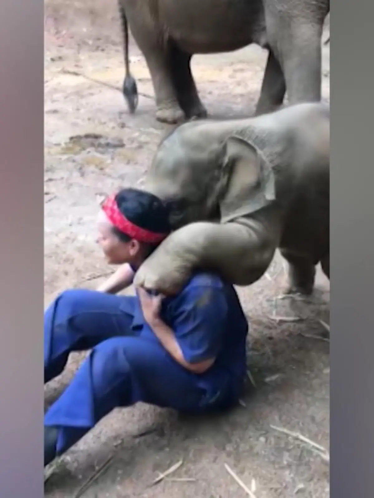 Von einer Bärenumarmung haben wir schon mal gehört – eine Elefantenumarmung ist aber neu! Elefanten-Baby Tnoi zeigt in diesem Video, wie lieb es eine Besucherin hat.