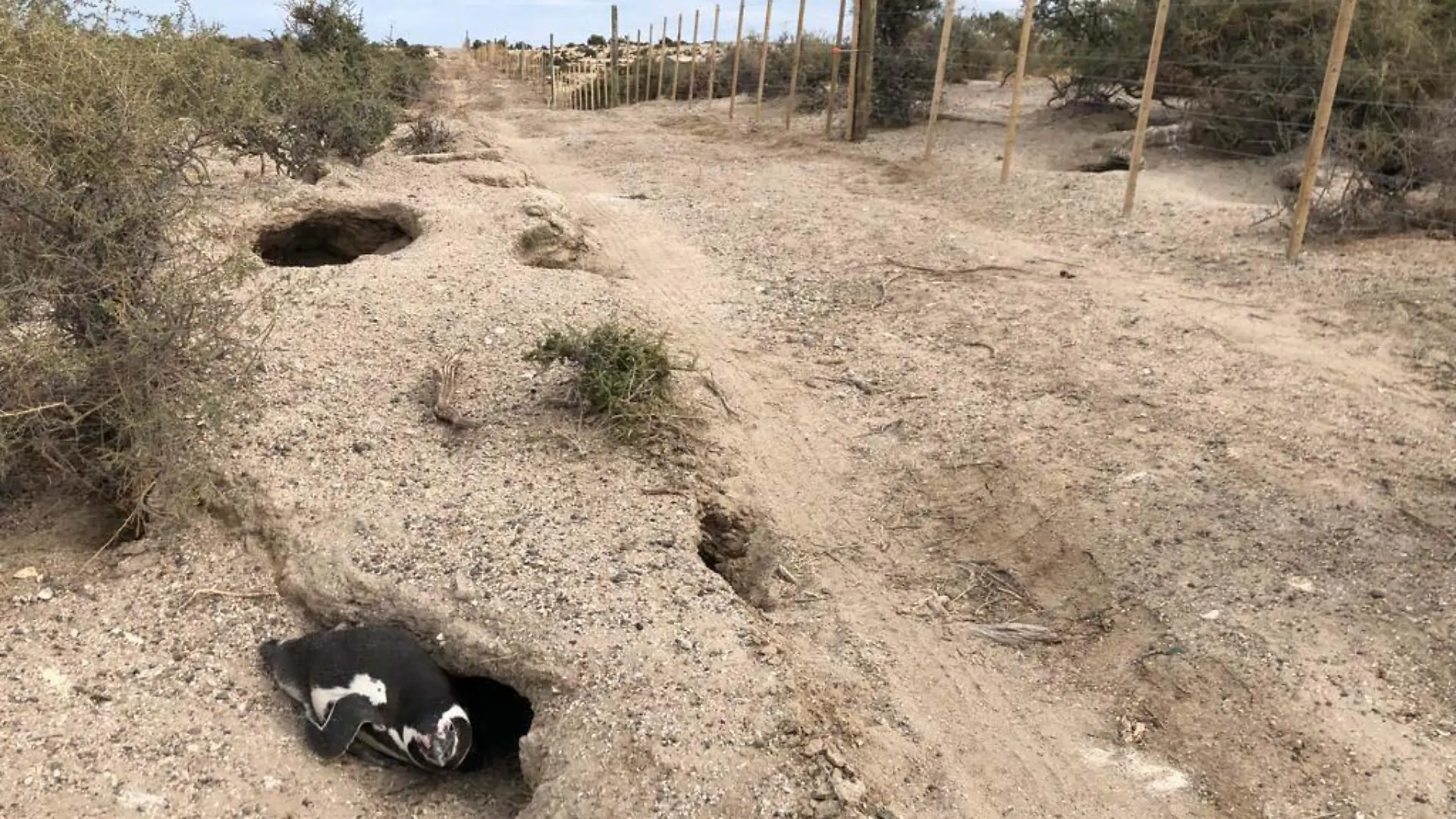 Bulldozer tötet Pinguine in Argentinien