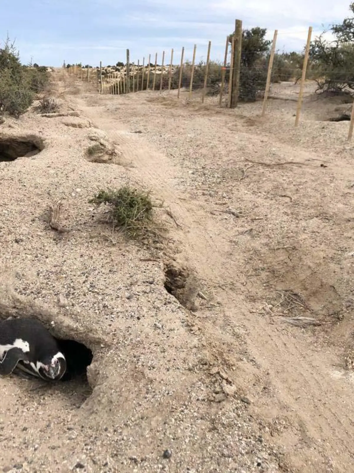 Bulldozer tötet Pinguine in Argentinien