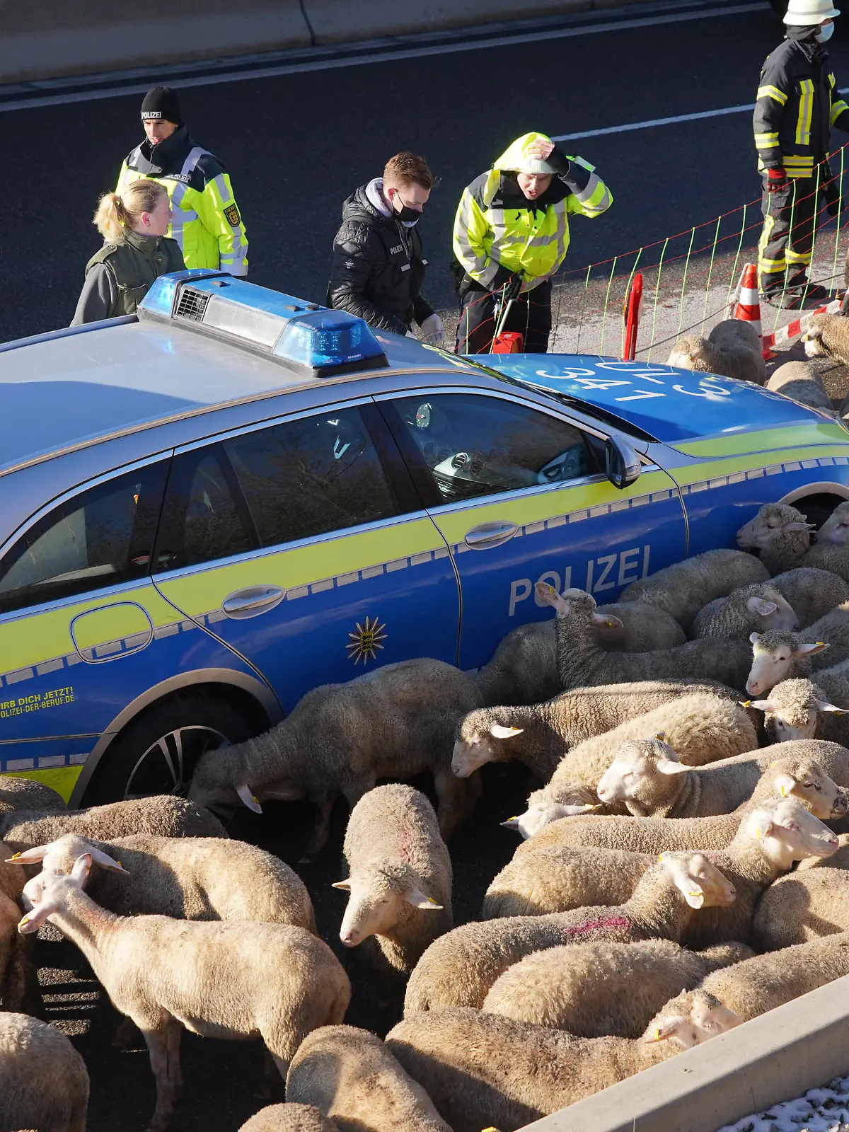 Grubingen  Kreis  Goeppingen   LKW Tiertransport Brand   auf der  Autobahn A8  Richtung Stuttgart Stau Chaos, 310  Schafe  gerettet  nach Brand. Foto Andreas Rosar Fotoagentur-Stuttgart  03.12.2021                               