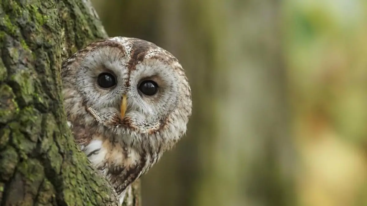 Vogel des Jahres