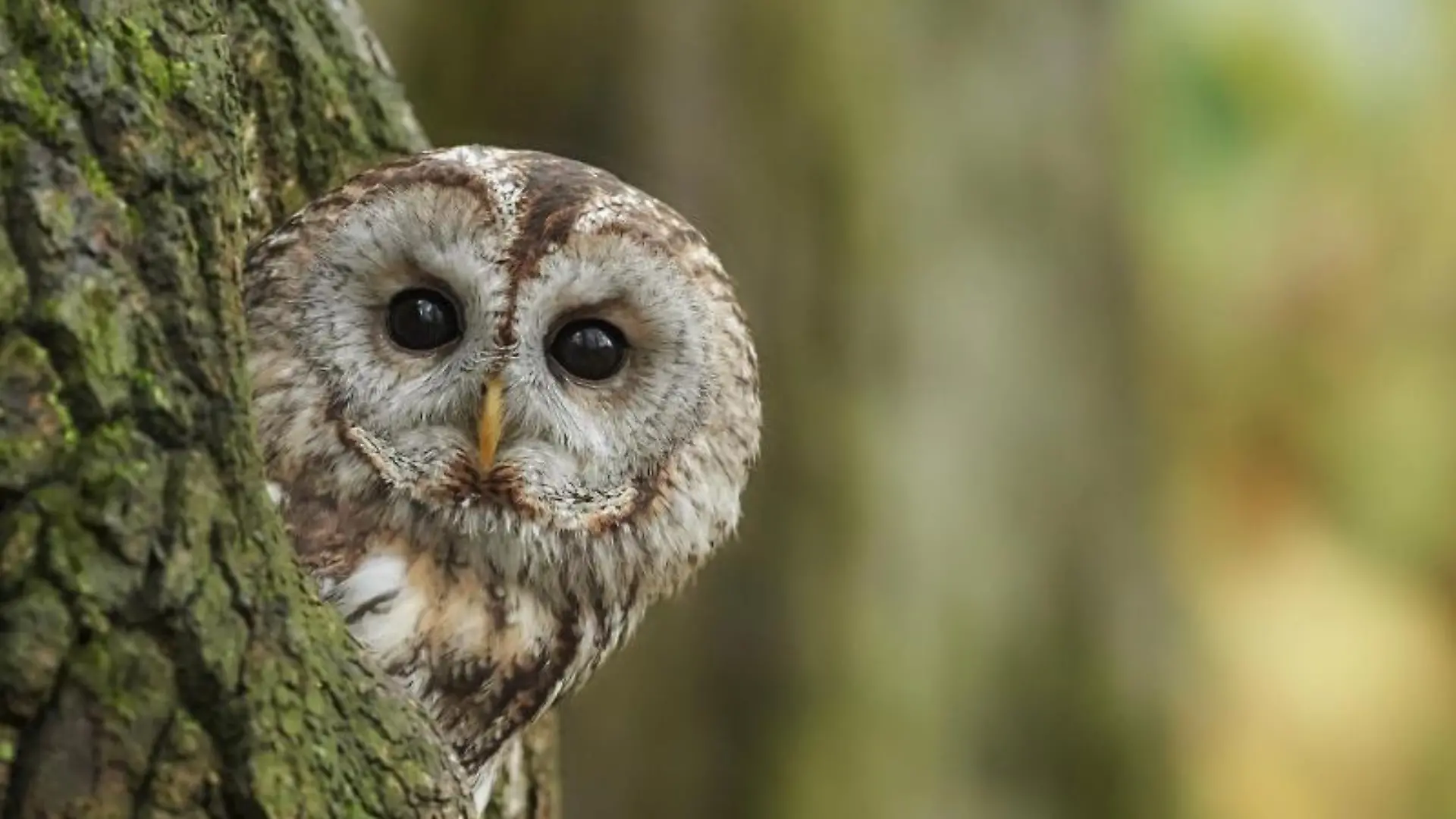 Vogel des Jahres