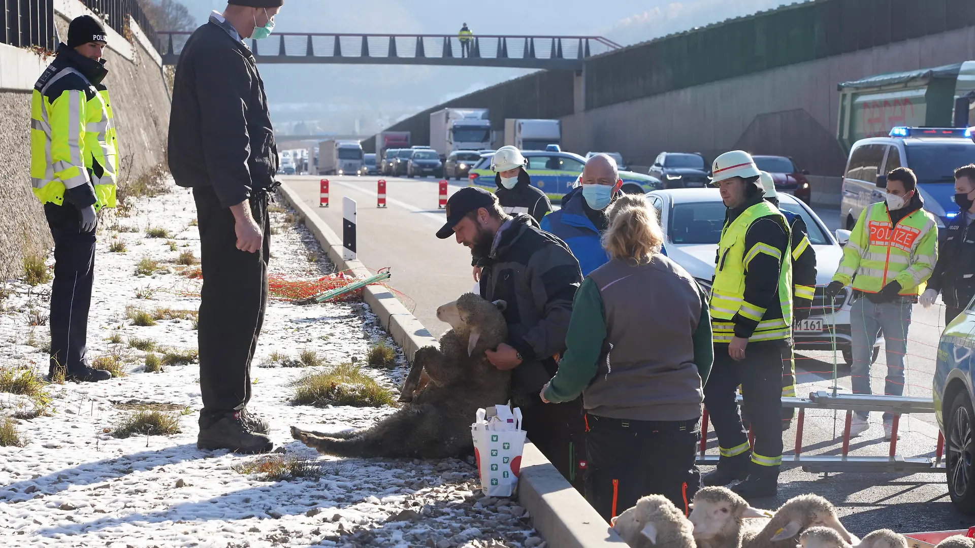 Gruibingen Kreis Goeppingen LKW Tiertransport Brand auf der Autobahn A8 Richtung Stuttgart Stau Chaos, 310 Schafe gerettet nach Brand. Foto Andreas Rosar Fotoagentur-Stuttgart 03.12.2021