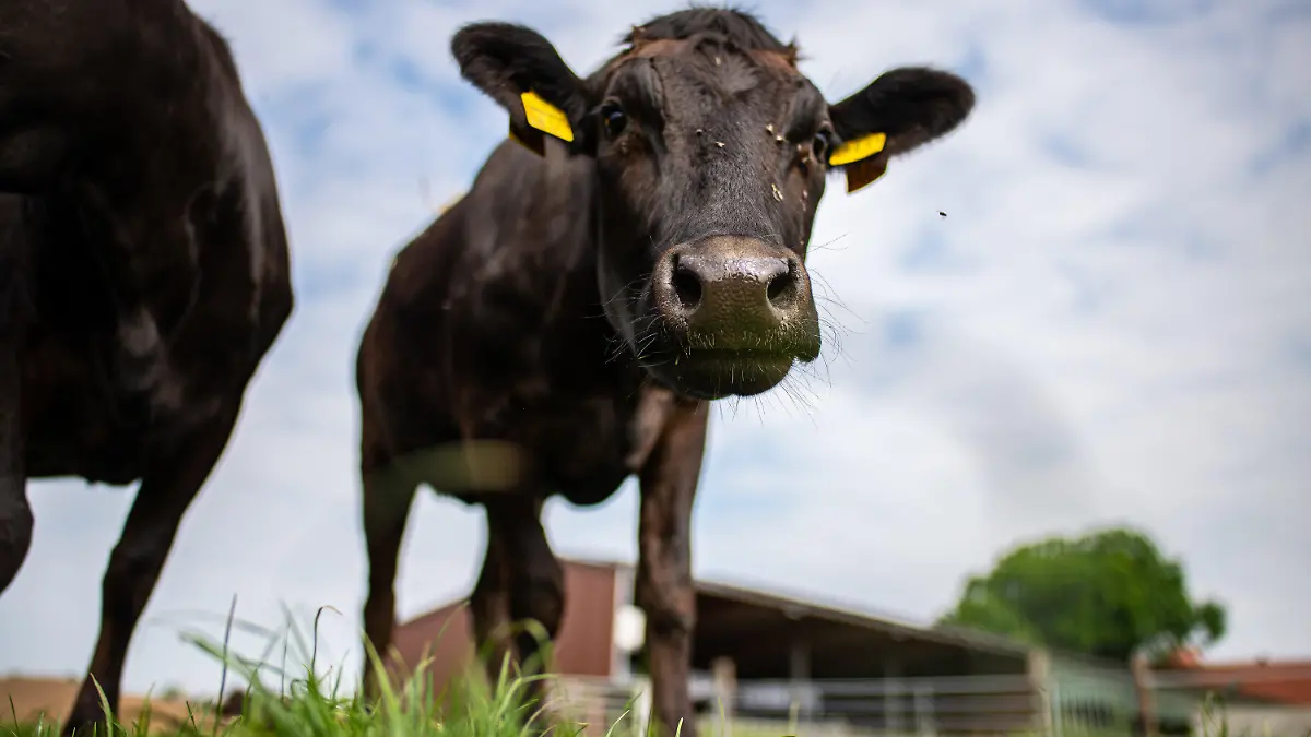 ARCHIV - 08.06.2021, Nordrhein-Westfalen, Münster: Zwei junge Wagyu Ochsen steht auf dem landwitschaftlichen Betrieb Holtmann auf einer Weide. (zu dpa "Landwirte haben hohe Erwartungen an neue Bundesregierung") Foto: Guido Kirchner/dpa +++ dpa-Bildfunk +++
