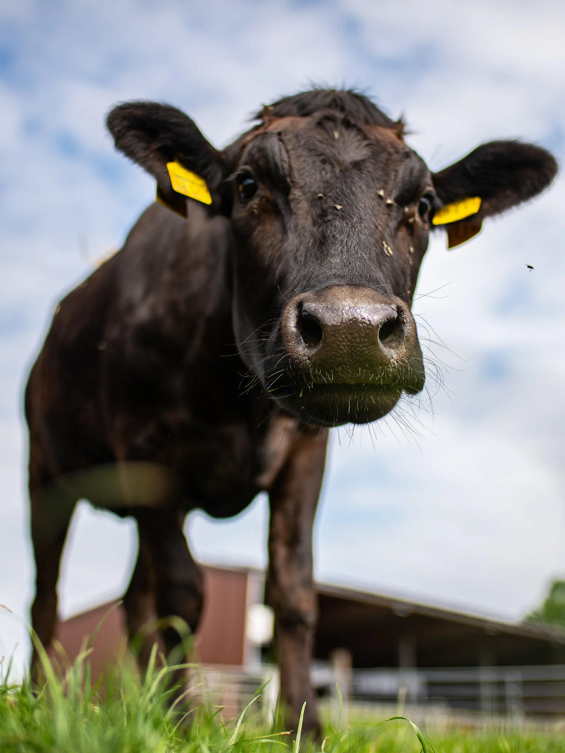 ARCHIV - 08.06.2021, Nordrhein-Westfalen, Münster: Zwei junge Wagyu Ochsen steht auf dem landwitschaftlichen Betrieb Holtmann auf einer Weide. (zu dpa "Landwirte haben hohe Erwartungen an neue Bundesregierung") Foto: Guido Kirchner/dpa +++ dpa-Bildfunk +++
