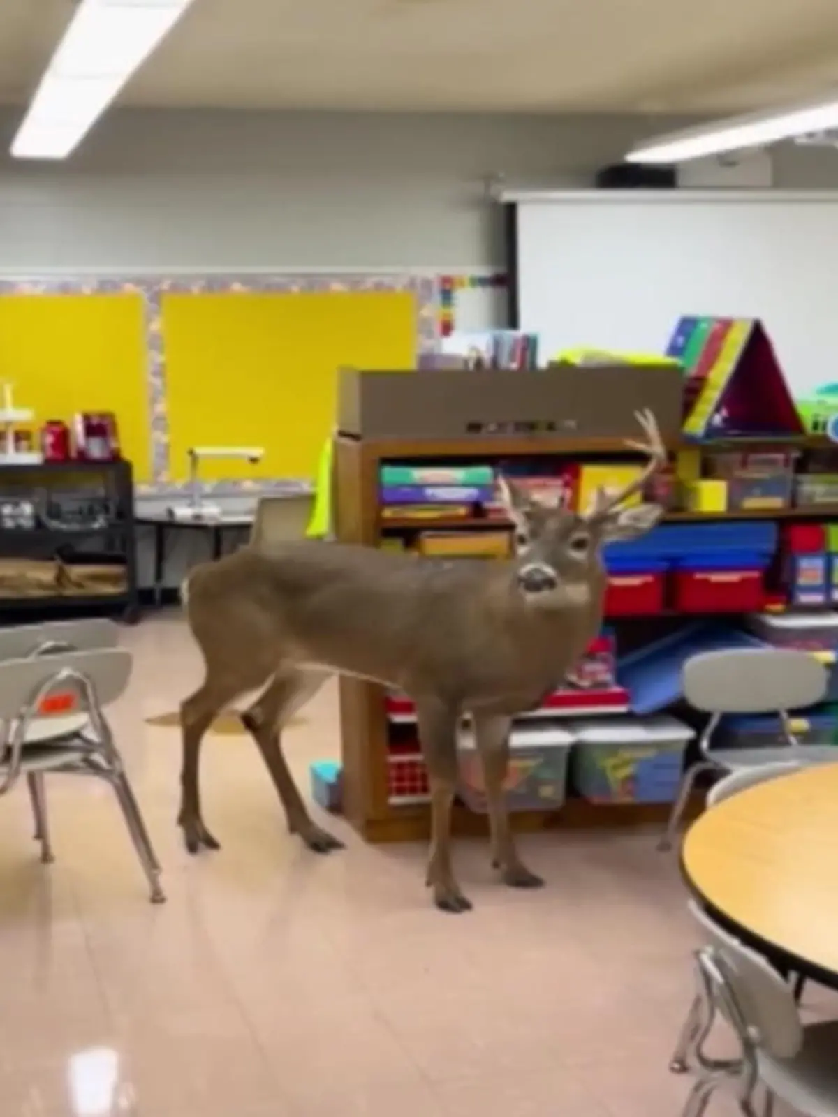 Im US-Bundesstaat Tennessee stand plötzlich ein Hirsch im Klassenraum einer Grundschule. Der Eindringling war durch einen Notausgang in das Gebäude gelangt. Einem Wildhüter gelang es, das Tier unbeschadet in die Wildnis zurückzubringen.
