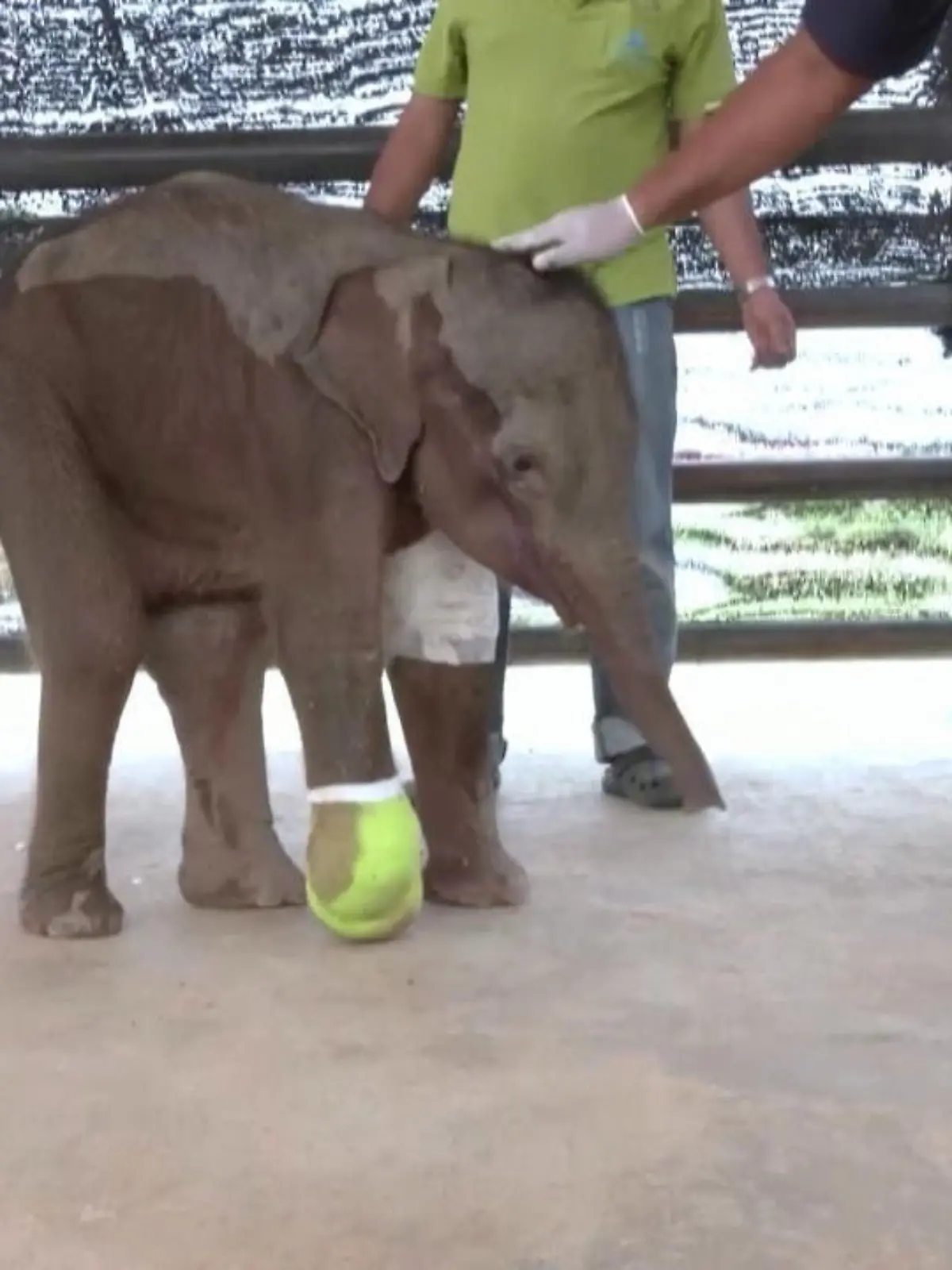 Wäre sie nicht gefunden worden, wäre sie wahrscheinlich nicht mehr am Leben: Anwohner haben im Südosten von Thailand dieses Elefantenbaby gerettet – nachdem es sich nicht mehr aus einer Falle befreien konnte. Jäger hatten auf das drei Monate alte Tier Jagd gemacht, schossen ihr sogar in die Schulter.
