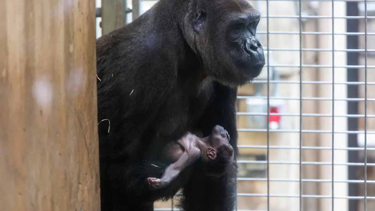 HANDOUT - 16.04.2018, USA, Washington: Der neugeborene männliche Gorilla Moke mit seiner Mutter Calaya. Der westliche Flachlandgorilla Moke (zu deutsch: «Kleiner») ist das erste Männchen seiner vom Aussterben bedrohten Art seit neun Jahren, das im National Zoo geboren wurde. (zu dpa "US-Zoo freut sich über seltenen Gorilla-Nachwuchs" vom 17.04.2018) Foto: Roshan Patel/Smithsonian·s National Zoo and Conservation Biology Institute/dpa - ACHTUNG: Kein Verkauf! Nur zur redaktionellen Verwendung im Zusammenhang mit der aktuellen Berichterstattung und nur mit vollständiger Nennung des vorstehenden Credits +++ dpa-Bildfunk +++