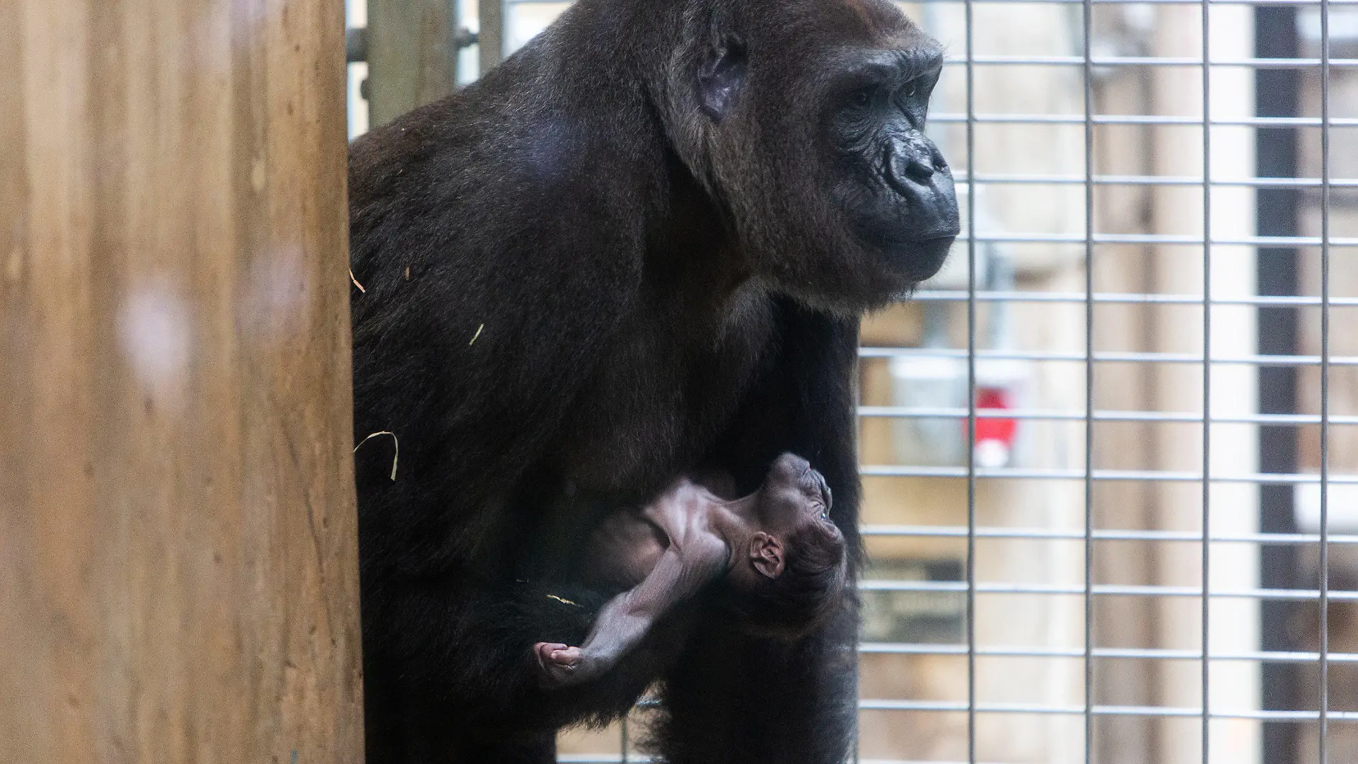 HANDOUT - 16.04.2018, USA, Washington: Der neugeborene männliche Gorilla Moke mit seiner Mutter Calaya. Der westliche Flachlandgorilla Moke (zu deutsch: «Kleiner») ist das erste Männchen seiner vom Aussterben bedrohten Art seit neun Jahren, das im National Zoo geboren wurde. (zu dpa "US-Zoo freut sich über seltenen Gorilla-Nachwuchs" vom 17.04.2018) Foto: Roshan Patel/Smithsonian·s National Zoo and Conservation Biology Institute/dpa - ACHTUNG: Kein Verkauf! Nur zur redaktionellen Verwendung im Zusammenhang mit der aktuellen Berichterstattung und nur mit vollständiger Nennung des vorstehenden Credits +++ dpa-Bildfunk +++
