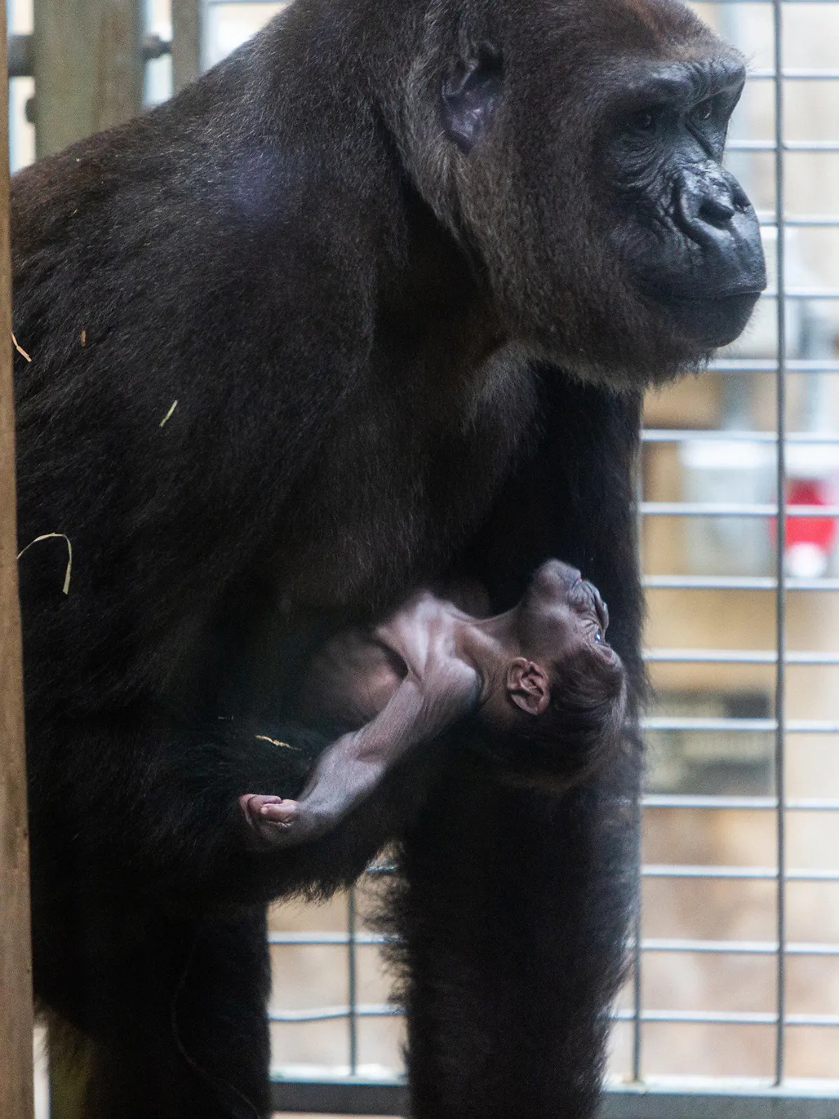 HANDOUT - 16.04.2018, USA, Washington: Der neugeborene männliche Gorilla Moke mit seiner Mutter Calaya. Der westliche Flachlandgorilla Moke (zu deutsch: «Kleiner») ist das erste Männchen seiner vom Aussterben bedrohten Art seit neun Jahren, das im National Zoo geboren wurde. (zu dpa "US-Zoo freut sich über seltenen Gorilla-Nachwuchs" vom 17.04.2018) Foto: Roshan Patel/Smithsonian·s National Zoo and Conservation Biology Institute/dpa - ACHTUNG: Kein Verkauf! Nur zur redaktionellen Verwendung im Zusammenhang mit der aktuellen Berichterstattung und nur mit vollständiger Nennung des vorstehenden Credits +++ dpa-Bildfunk +++