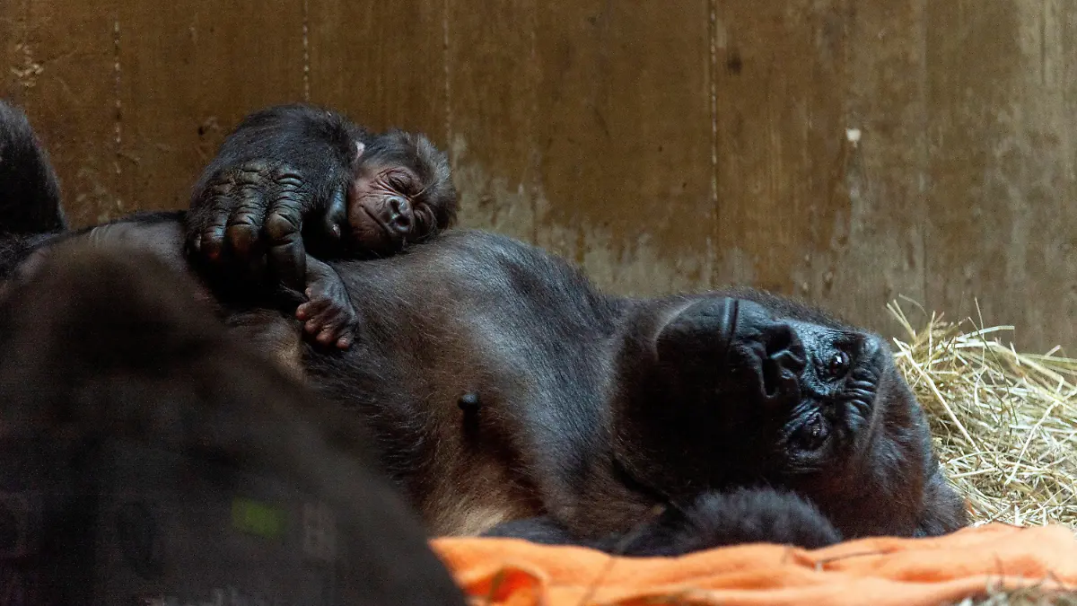 HANDOUT - 16.04.2018, USA, Washington: Der neugeborene männliche Gorilla Moke mit seiner Mutter Calaya. Der westliche Flachlandgorilla Moke (zu deutsch: «Kleiner») ist das erste Männchen seiner vom Aussterben bedrohten Art seit neun Jahren, das im National Zoo geboren wurde. (zu dpa "US-Zoo freut sich über seltenen Gorilla-Nachwuchs" vom 17.04.2018) Foto: Roshan Patel/Smithsonian·s National Zoo and Conservation Biology Institute/dpa - ACHTUNG: Kein Verkauf! Nur zur redaktionellen Verwendung im Zusammenhang mit der aktuellen Berichterstattung und nur mit vollständiger Nennung des vorstehenden Credits +++ dpa-Bildfunk +++