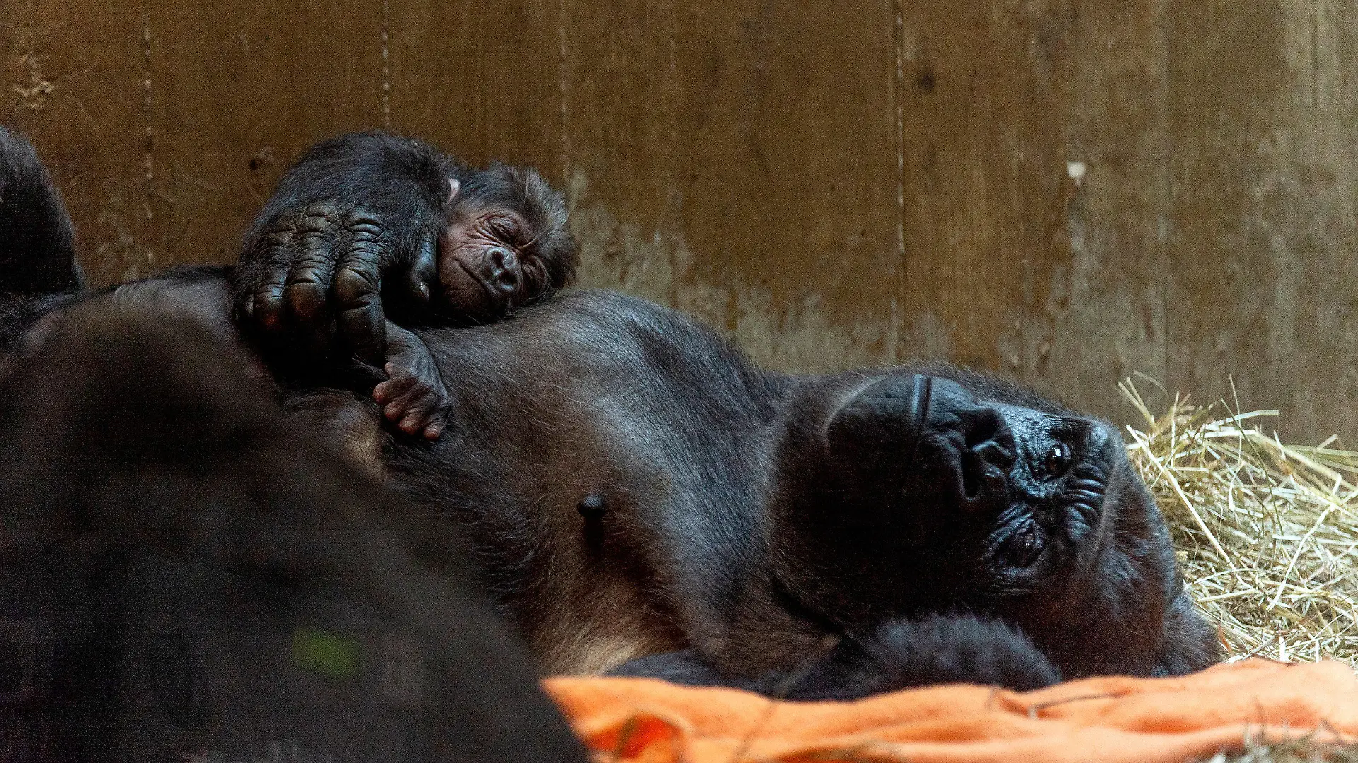 HANDOUT - 16.04.2018, USA, Washington: Der neugeborene männliche Gorilla Moke mit seiner Mutter Calaya. Der westliche Flachlandgorilla Moke (zu deutsch: «Kleiner») ist das erste Männchen seiner vom Aussterben bedrohten Art seit neun Jahren, das im National Zoo geboren wurde. (zu dpa "US-Zoo freut sich über seltenen Gorilla-Nachwuchs" vom 17.04.2018) Foto: Roshan Patel/Smithsonian·s National Zoo and Conservation Biology Institute/dpa - ACHTUNG: Kein Verkauf! Nur zur redaktionellen Verwendung im Zusammenhang mit der aktuellen Berichterstattung und nur mit vollständiger Nennung des vorstehenden Credits +++ dpa-Bildfunk +++