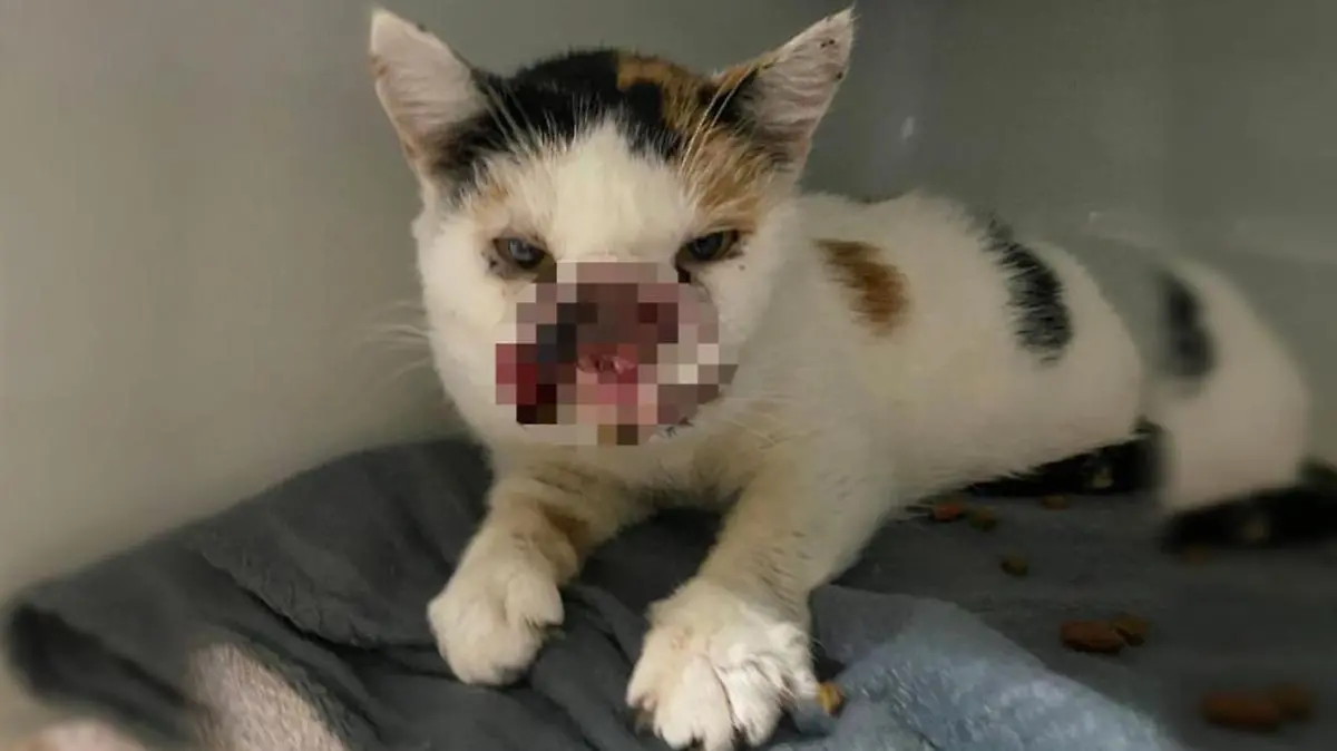Armes Schnüsschen! Der Katze aus dem Tierheim Bergheim fehlt eine Gesichtshälfte.