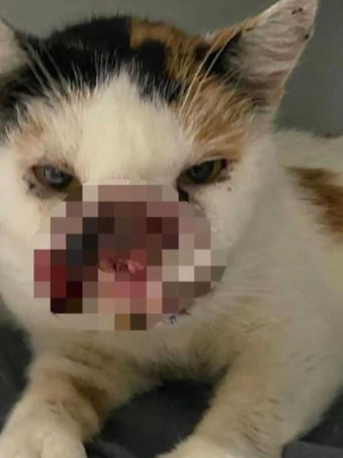 Schnüsschen ist vor einer Woche ins Tierheim Bergheim gebracht worden. Dem Tier fehlt eine Gesichtshälfte.