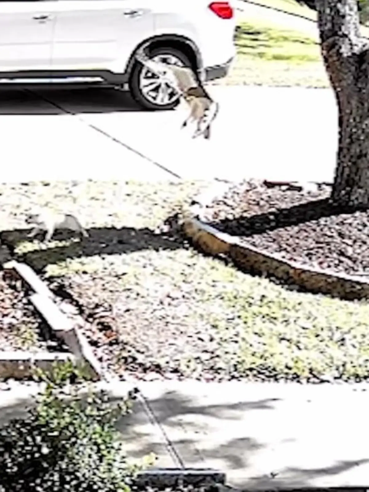 Eine unerwartete Bedrohung überraschte eine Hundebesitzerin aus Texas, die gerade ihre kleine Chihuahua Hündin im Vorgarten spielen lies.