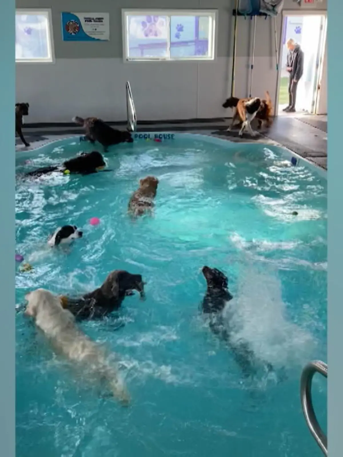 Was könnte die Ruhe dieses Indoor-Schwimmbades wohl stören? Die Antwort: ein Dutzend gutgelaunte Hunde! In einer Hundetagesstätte in Michigan ist das Becken DAS Highlight für die Vierbeiner.
