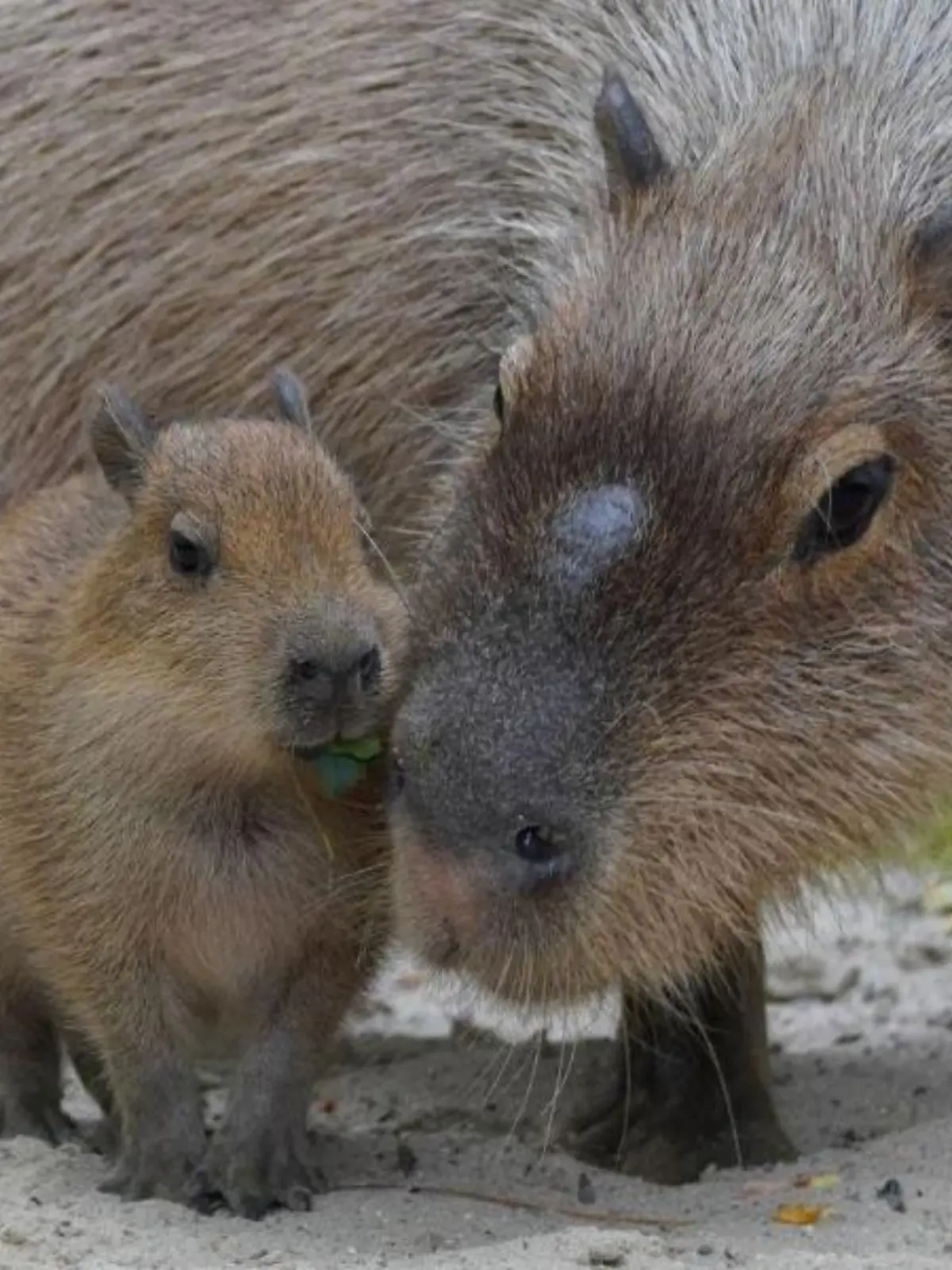 Dieses Schwein ist ein Nagetier
