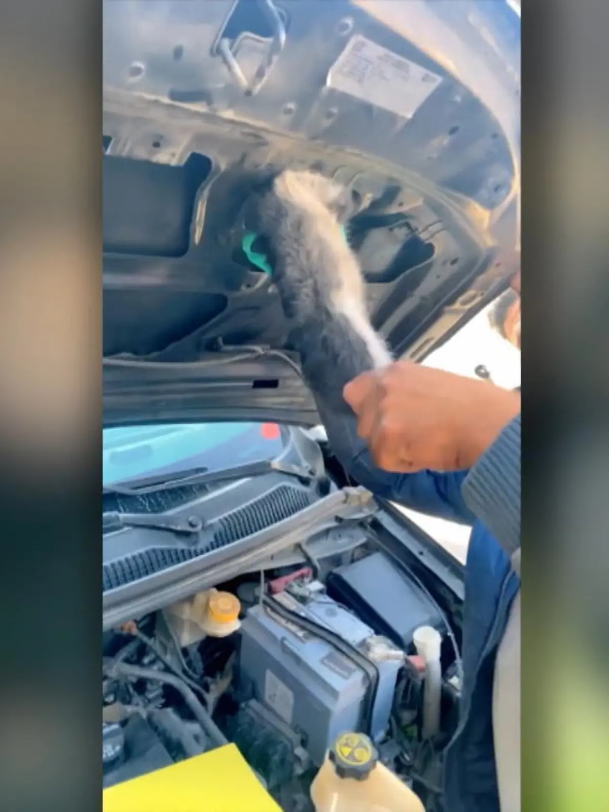 In Erbil in Kurdistan endeckten zwei Männer kürzlich eine eingeklemmte Katze in ihrem Wagen. Sie halfen ihr aus der Misere und vereinten sie mit der Katzenmama.