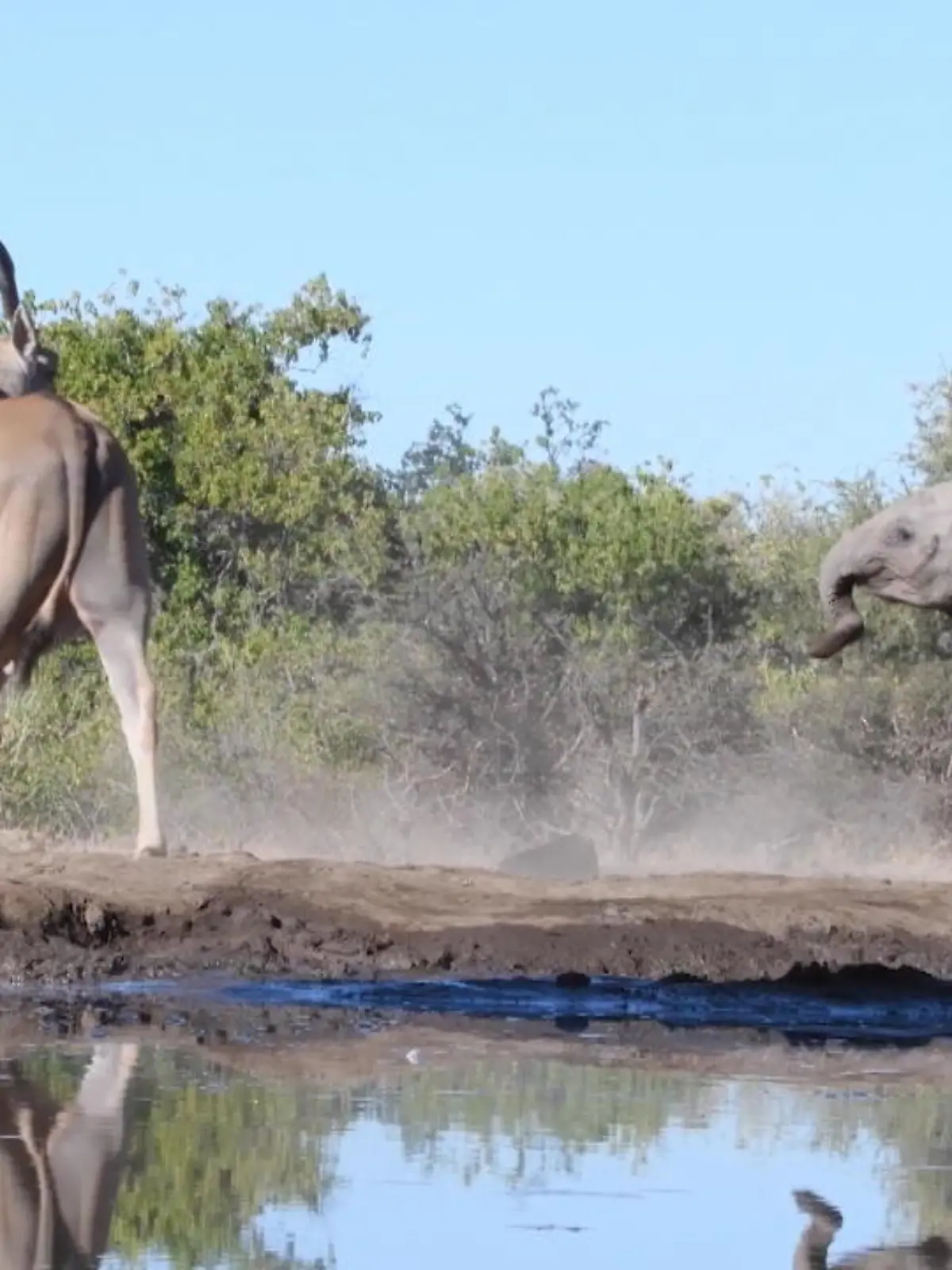 An einem Wasserloch übt ein junger Elefant das "Gefährlich sein". Blöd nur, dass er mit seinen kläglichen Attacken bei einer eiskalten Antilope völlig abblitzt.