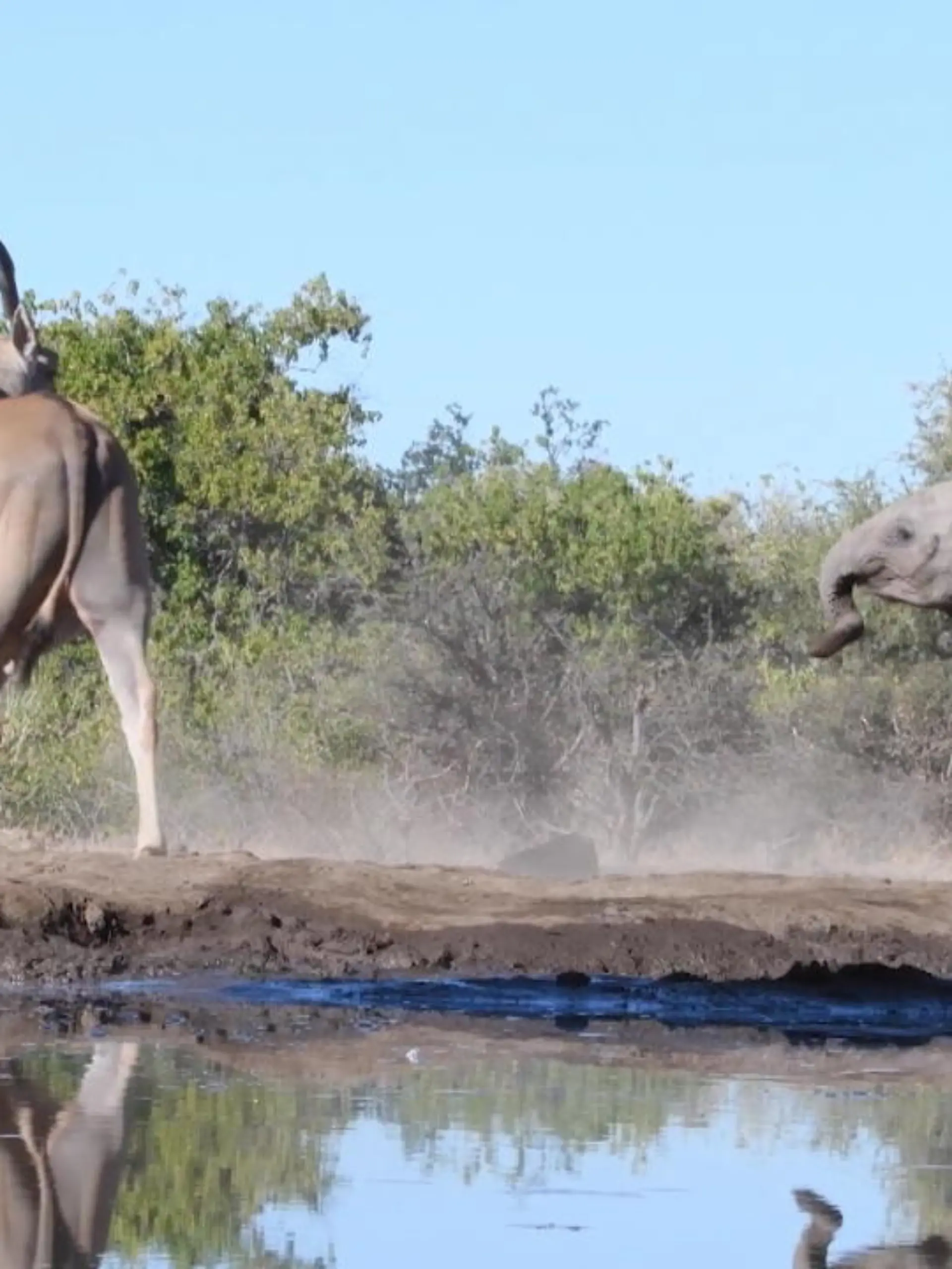 An einem Wasserloch übt ein junger Elefant das "Gefährlich sein". Blöd nur, dass er mit seinen kläglichen Attacken bei einer eiskalten Antilope völlig abblitzt.