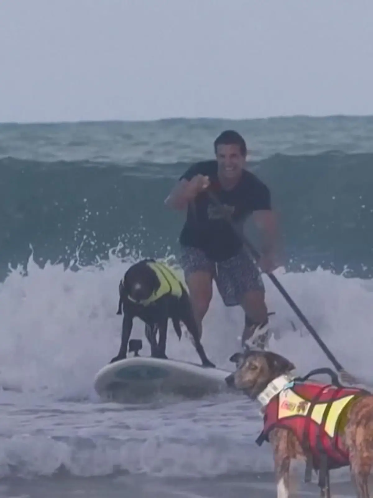 Nein, das sind definitiv keine Seehunde. Beim Surf-Dog-Festival in Brasilien sind dieses Jahr wieder einmal die besten surfenden Hunde gegeneinander angetreten