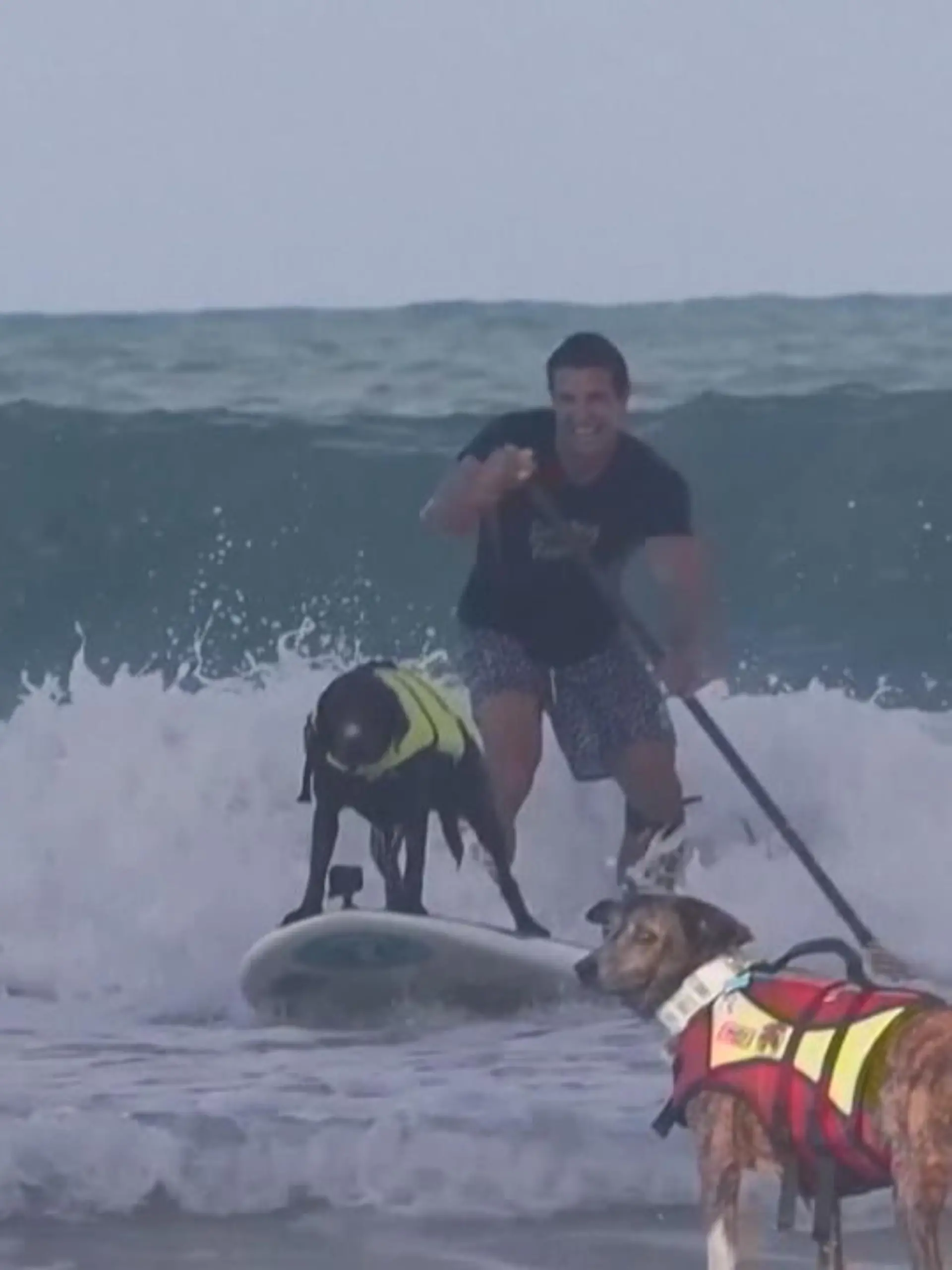 Nein, das sind definitiv keine Seehunde. Beim Surf-Dog-Festival in Brasilien sind dieses Jahr wieder einmal die besten surfenden Hunde gegeneinander angetreten