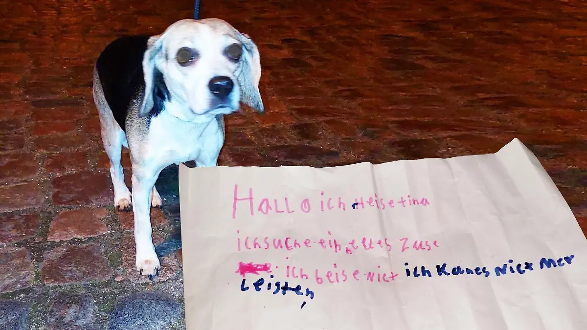 Hündin Tina wurde von Unbekannten in einem Zug ausgesetzt.
