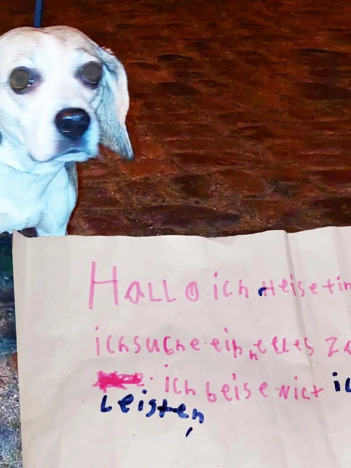 Hündin Tina wurde von Unbekannten in einem Zug ausgesetzt.