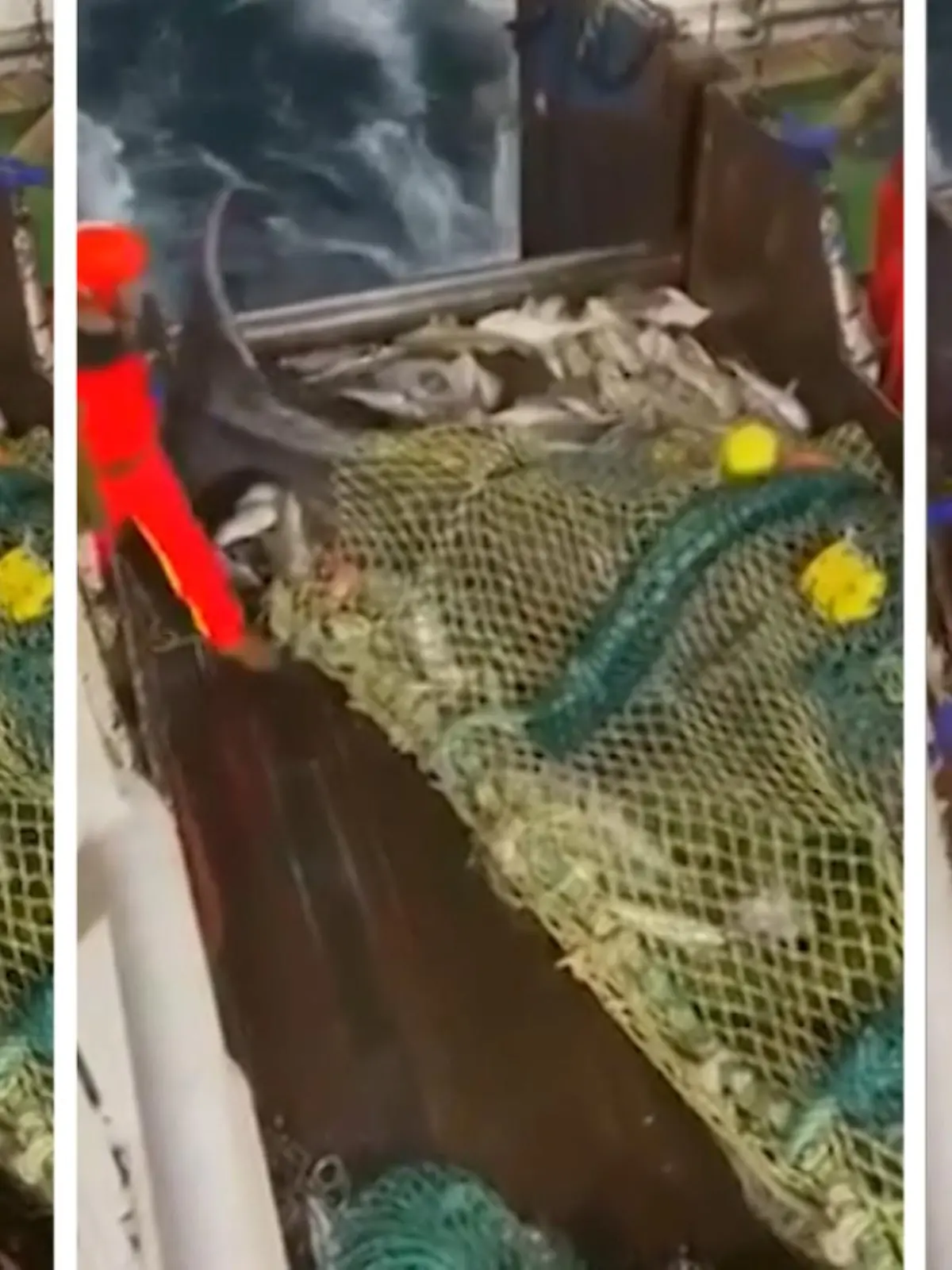 "Hey, lass mich hier raus!" – Das hat sich dieser Hai wohl gedacht, denn anders kann man diesen Po-Klatscher nicht deuten. Eigentlich fangen sie nur kleine Fische: Isländischen Fischern ging der neun Meter lange Hai trotzdem ungewollt ins Netz, der mit seiner Flosse prompt eine Beschwerde einreicht. Und sich dann selbst befreit.