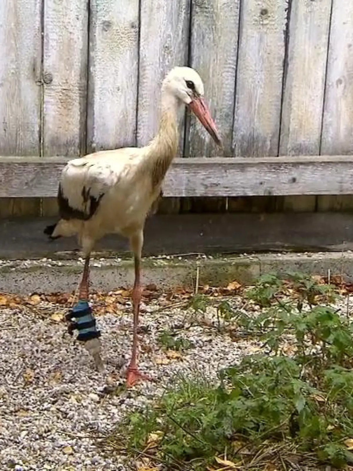 In einer tschechischen Auffangstation wird der erste Storch Europas mit einer Beinprothese aufgepäppelt.