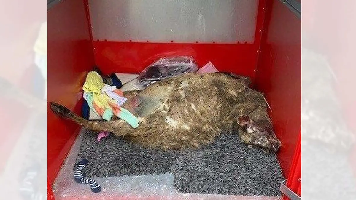 Zwischen Socken und weiteren Kleidungsstücken liegt ein totes Schaf in einem Altkleidercontainer.