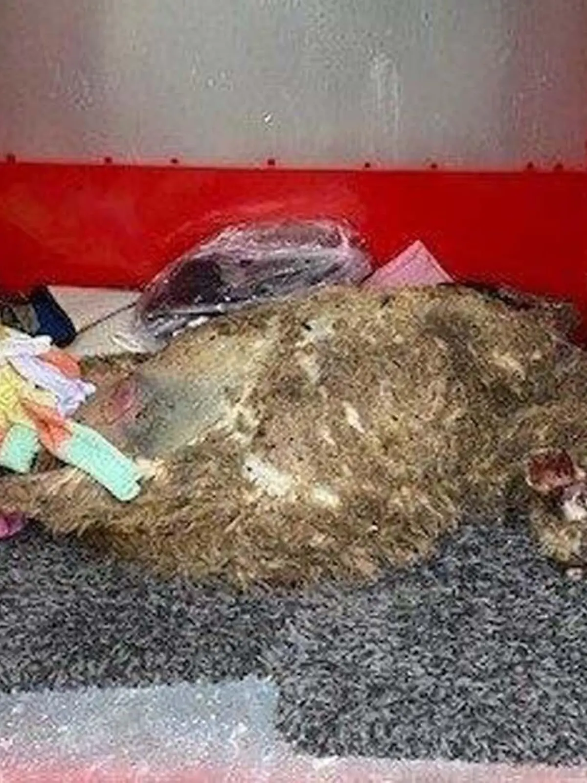 Zwischen Socken und weiteren Kleidungsstücken liegt ein totes Schaf in einem Altkleidercontainer.