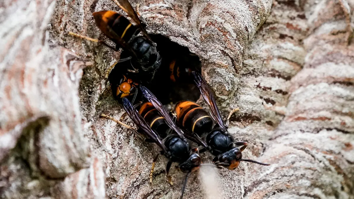 Asiatische Hornissen (Vespa Velutina Nigrithorax) sammeln sich an einem Ausgang ihres Nestes. Im Hamburger Stadtteil Farmsen-Berne wurde ein Nest dieser Art gefunden, das aus einer Hecke entnommen und zu Forschungszwecken an die Uni Hamburg gebracht wurde. Für den Menschen sind die Asiatischen Hornissen der Umweltbehörde zufolge nicht gefährlicher als die heimischen Europäischen Hornissen. (zu dpa "Neues Nest der Asiatischen Hornisse in Hamburg gefunden")