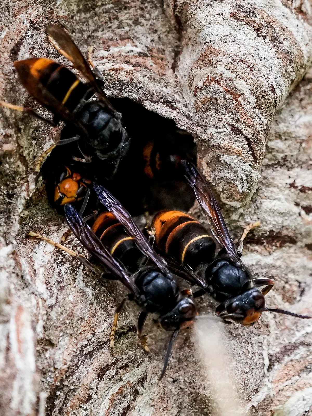 Asiatische Hornissen (Vespa Velutina Nigrithorax) sammeln sich an einem Ausgang ihres Nestes. Im Hamburger Stadtteil Farmsen-Berne wurde ein Nest dieser Art gefunden, das aus einer Hecke entnommen und zu Forschungszwecken an die Uni Hamburg gebracht wurde. Für den Menschen sind die Asiatischen Hornissen der Umweltbehörde zufolge nicht gefährlicher als die heimischen Europäischen Hornissen. (zu dpa "Neues Nest der Asiatischen Hornisse in Hamburg gefunden")