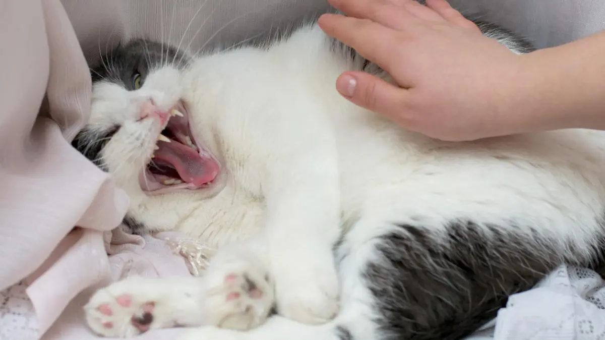 Photo of a mad and evil cat and the owner's hand trying to pat it