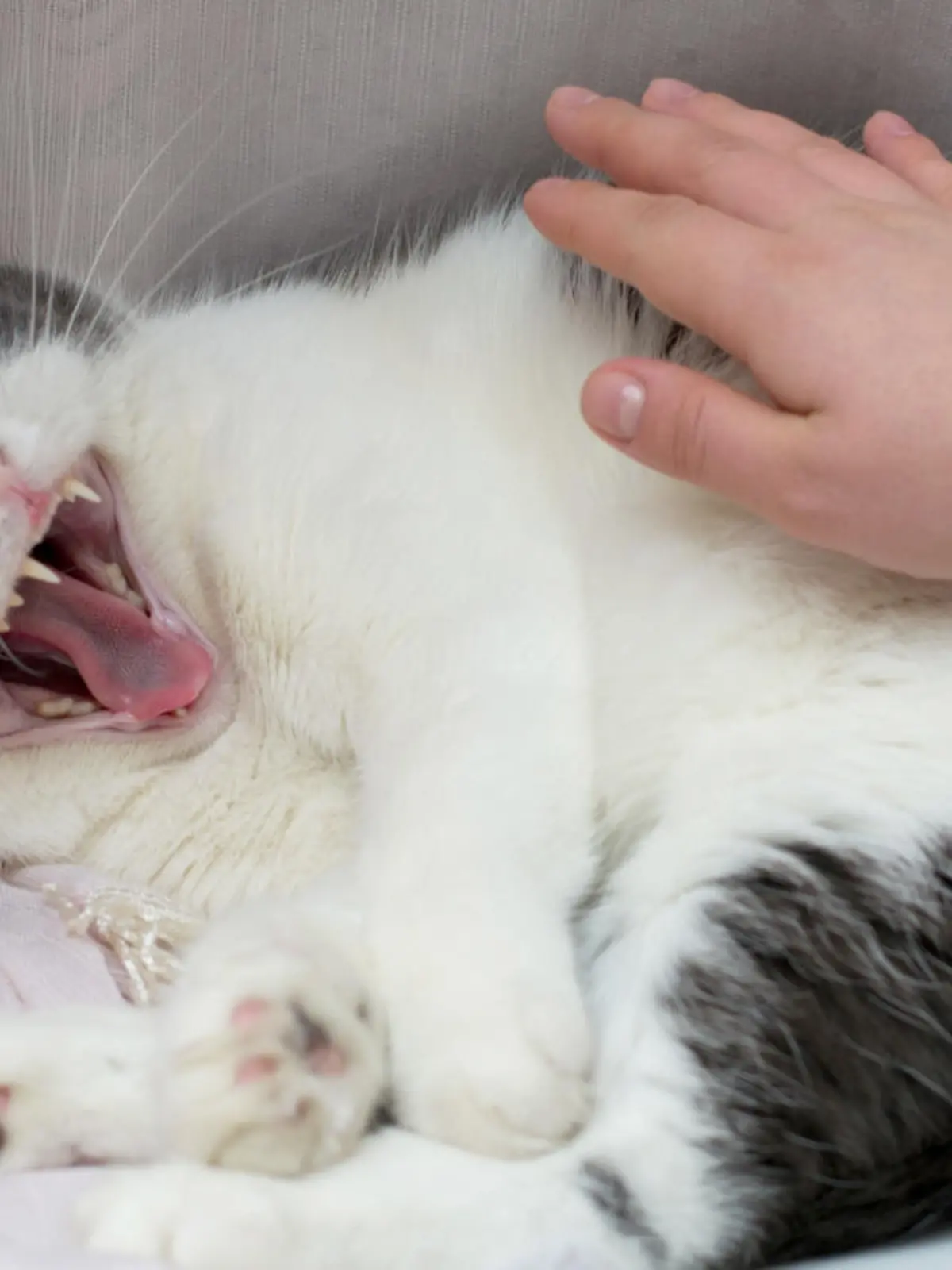 Photo of a mad and evil cat and the owner's hand trying to pat it