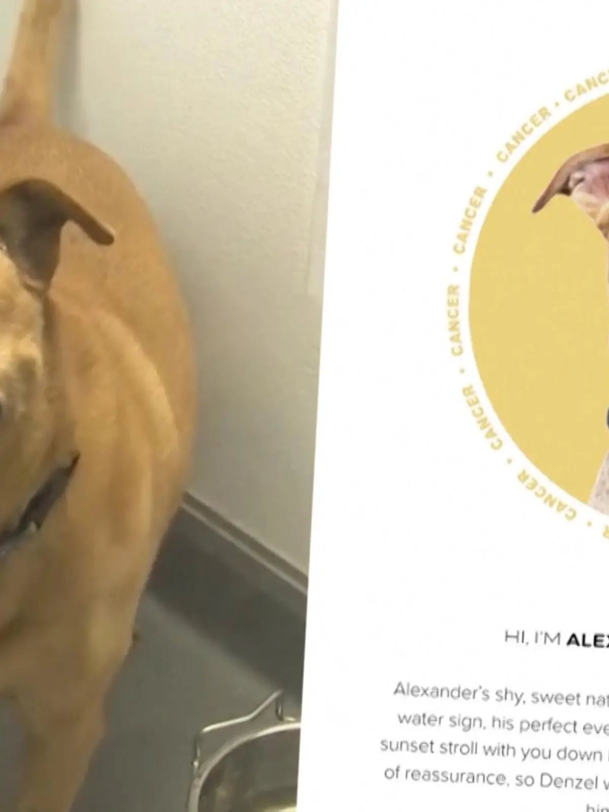 In einem Tierheim in Los Angeles werden Hunde wegen ihres Sternzeichens adoptiert. Auf der Webseite des Tierheims können mögliche Adoptiveltern schauen, welcher Hund, welche Eigenschaften hat. Eine schöne Idee, damit die Vierbeiner leichter und schneller ein neues Zuhause finden.