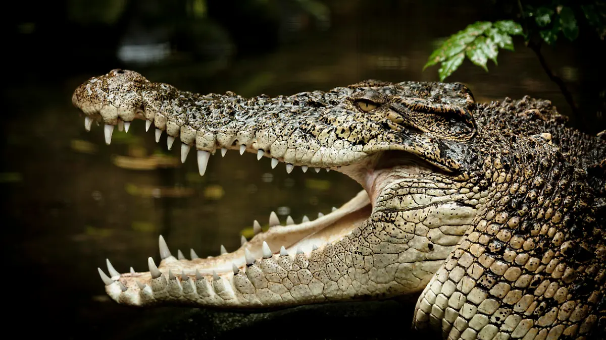 close-up of a saltwater crocodile.