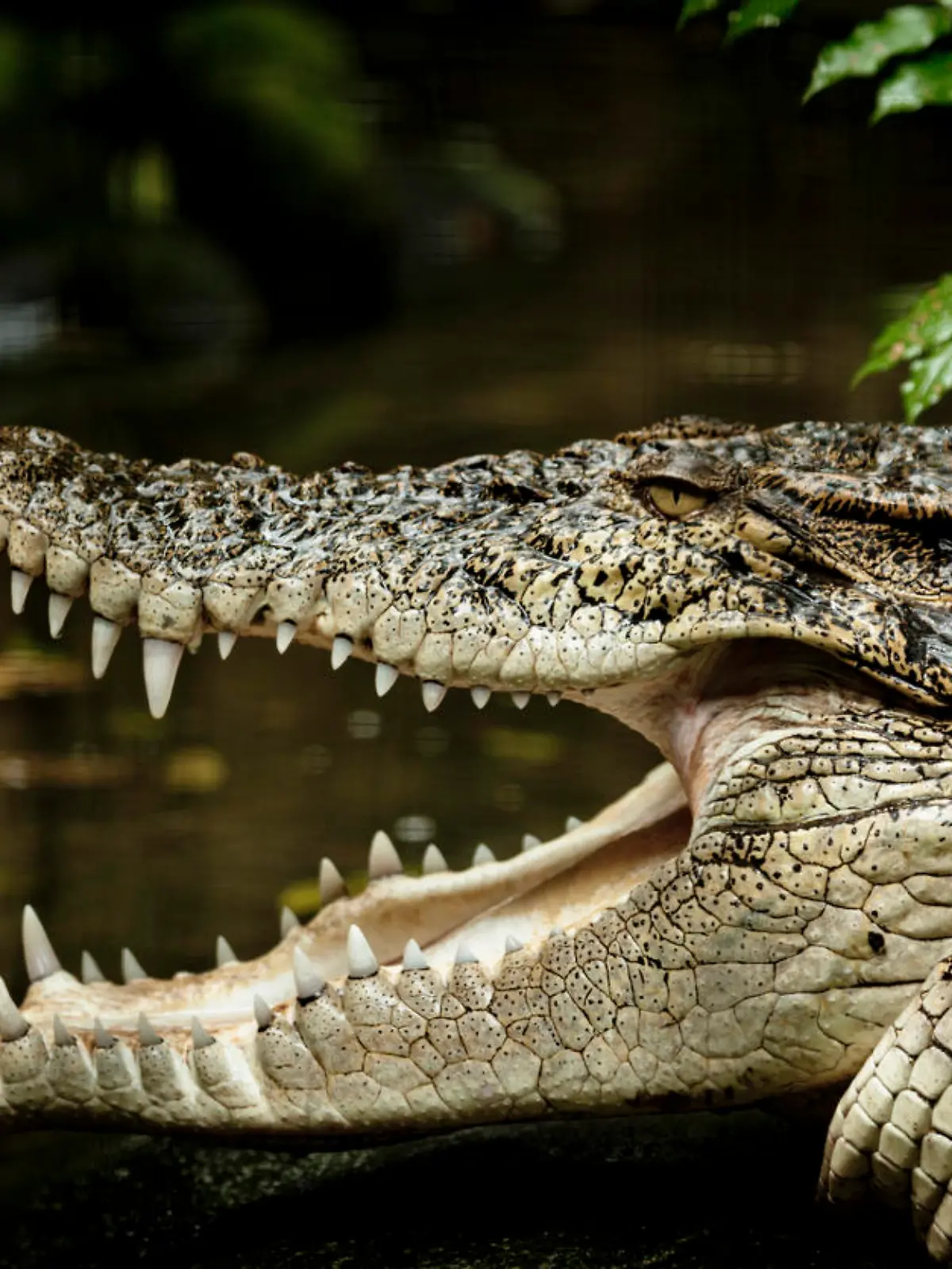 close-up of a saltwater crocodile.