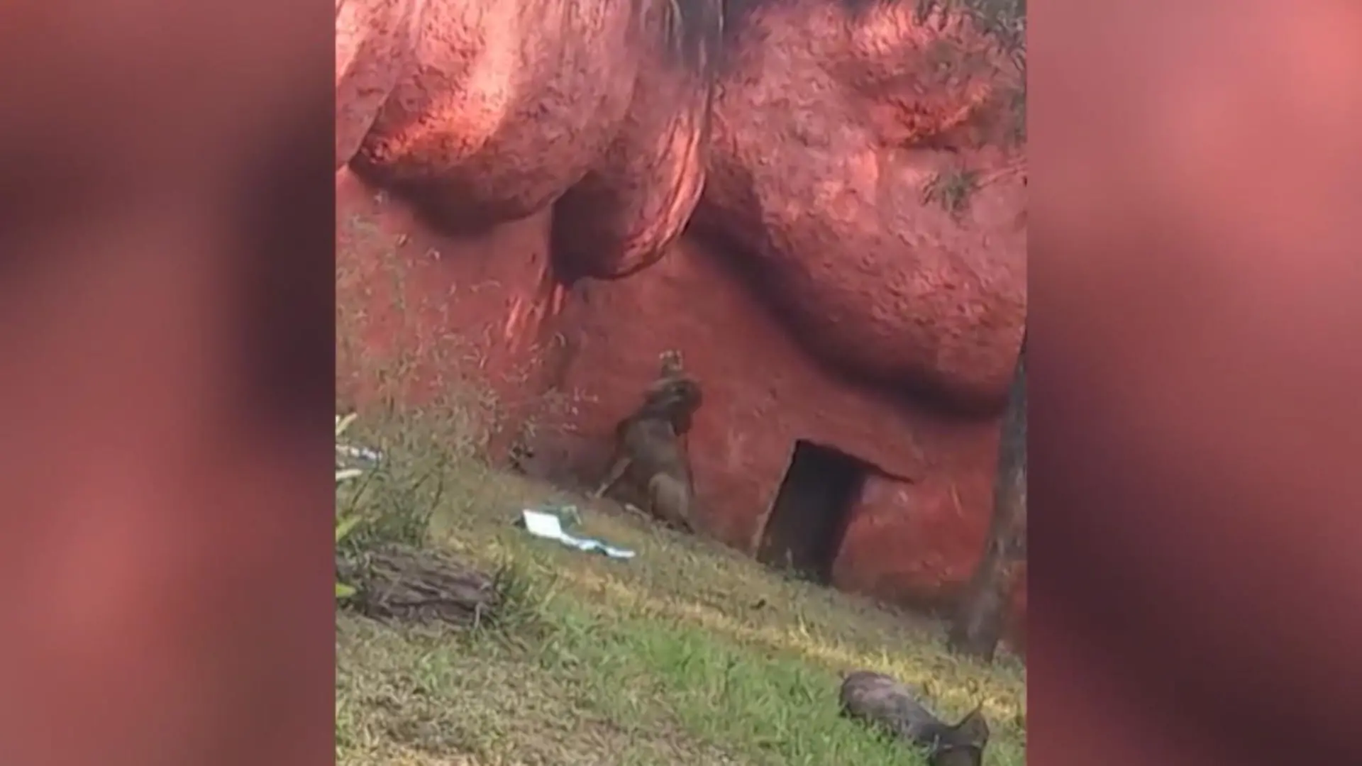 Mann verirrt sich in Gehege Wahnsinn im Zoo