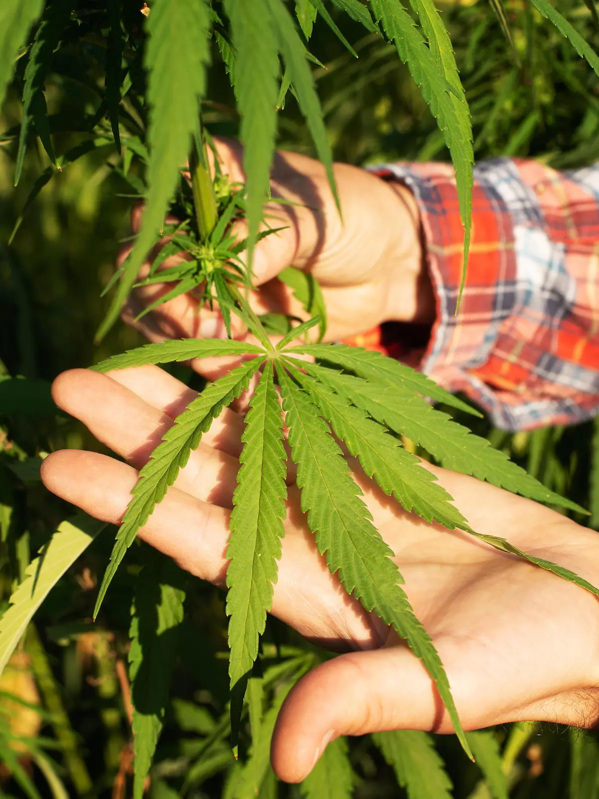 Caucasian male farmer holds industrial hemp stalks in his hand at field sunset time